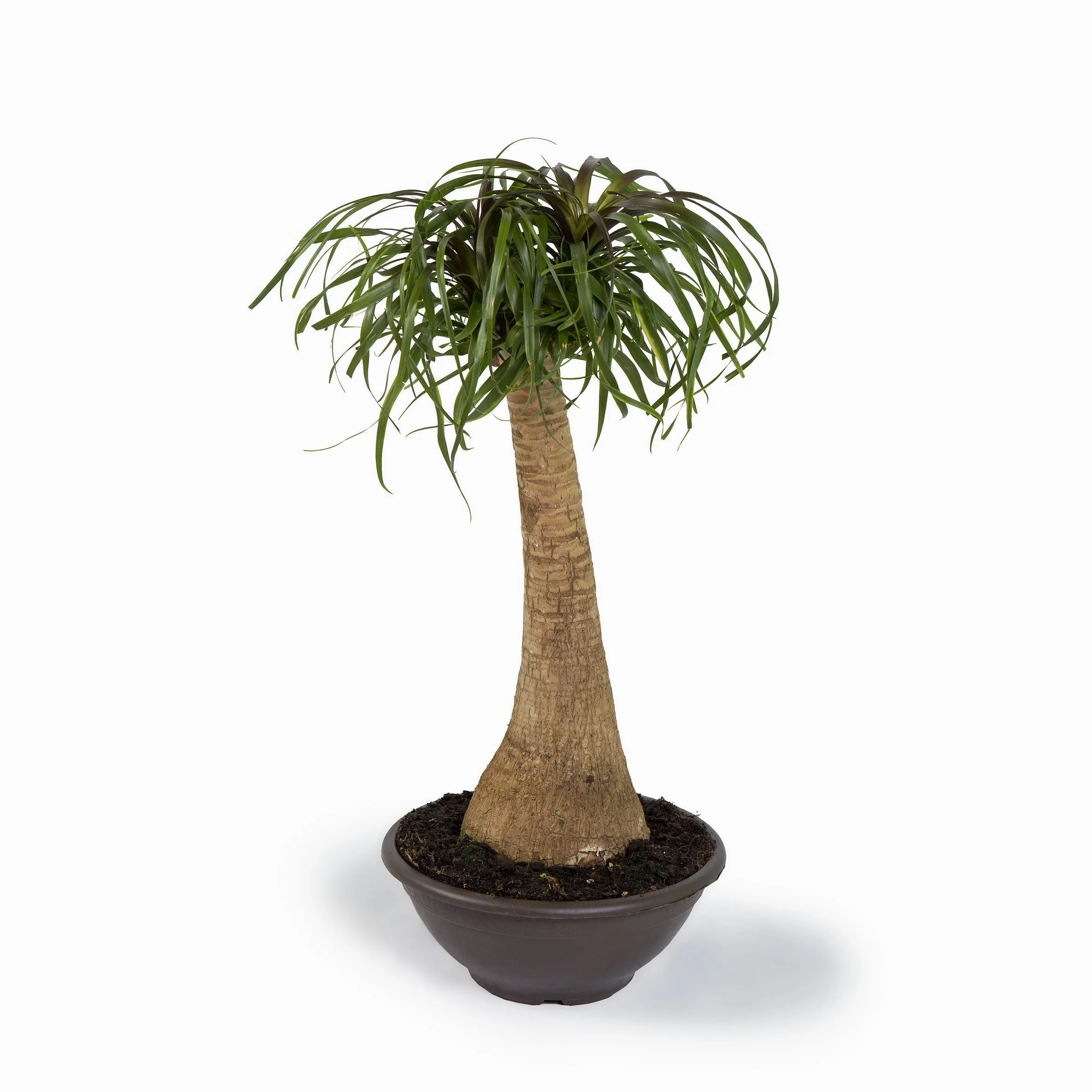 Beaucarnea Planta natural interior Apta para Mascotas