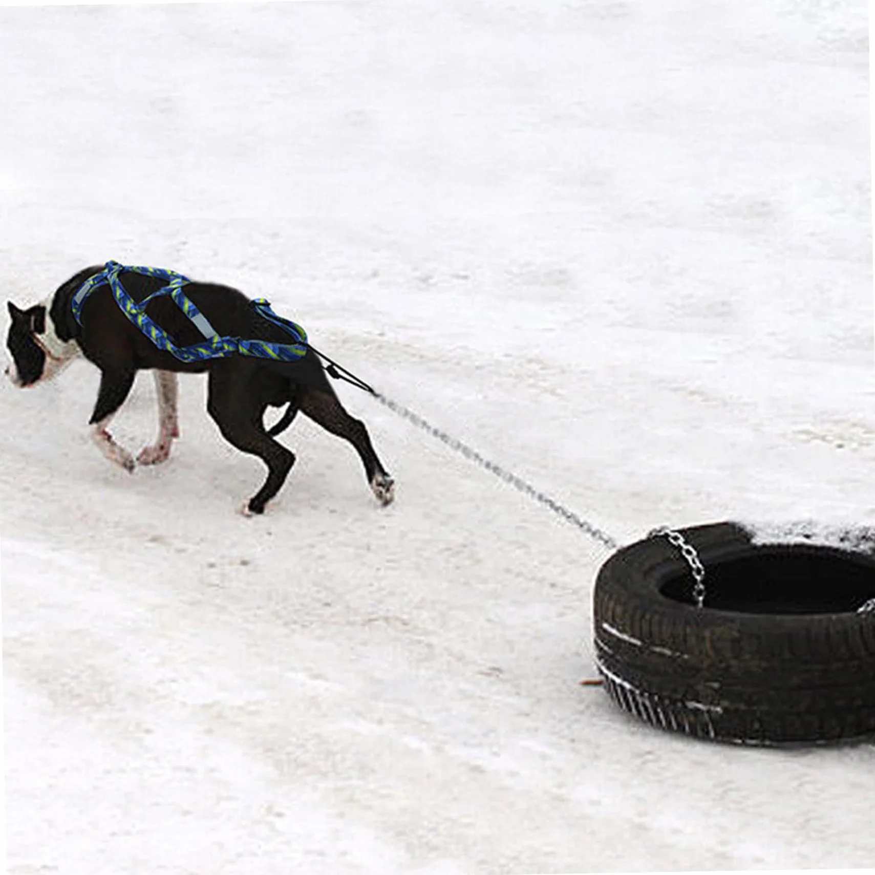 Arnés de Trineo de Perros Ajustable de Nylon con Tira Reflectante