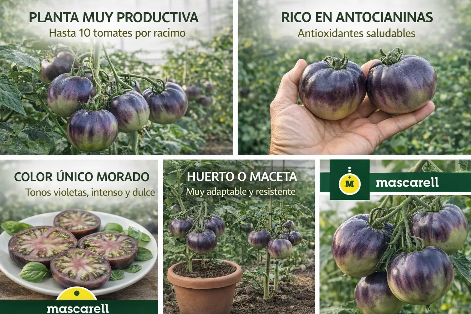Mascarell Semillas, TOMATE PRINCE NOIR, Semillas Huerto, Tomate Negro de Sabor Intenso y Dulce, Crea tu Propio Huerto Urbano y Cultivo en Casa, Contiene 10 Sem.