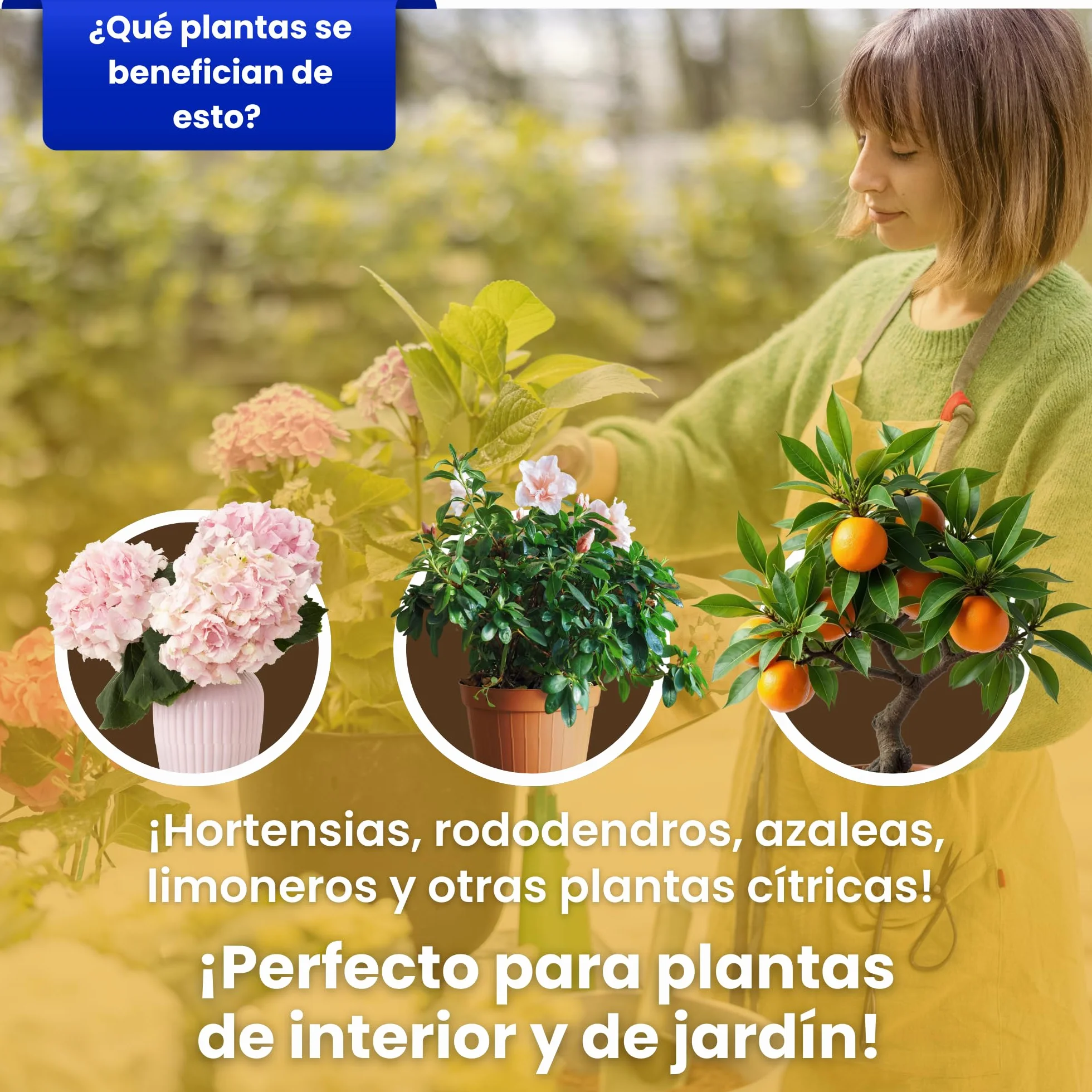 LERAVA Abono cítricos (3,6 kg) - fertilizante natural de altramuces molidos para limonero y naranjo - ideal para mandarino, kumquat y pomelo - mejora crecimiento, vigor y follaje en plantas acidófilas
