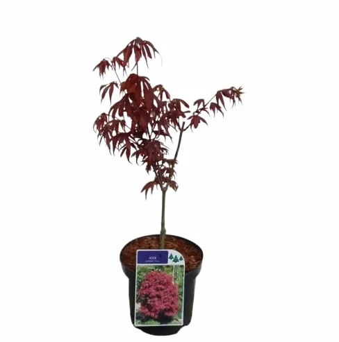 Arce Japonés Mini Natural Árbol de Hoja Caduca Perfecto para Embellecer tu Jardín