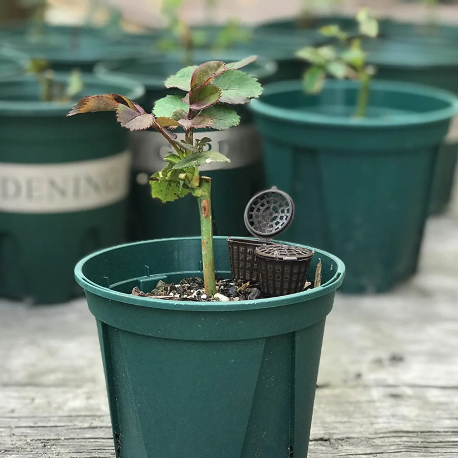 100 cestas de malla de fertilizante, orquídeas, fertilizante para jardín, bonsái, cesta de abono para bonsai jugosas orquídeas bonsái
