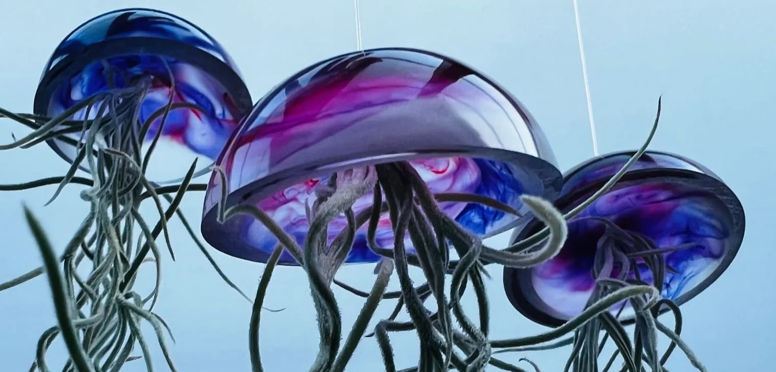 Juego de tres plantas de aire de medusas de cristal púrpura epoxi tillandsia plantas aéreas.