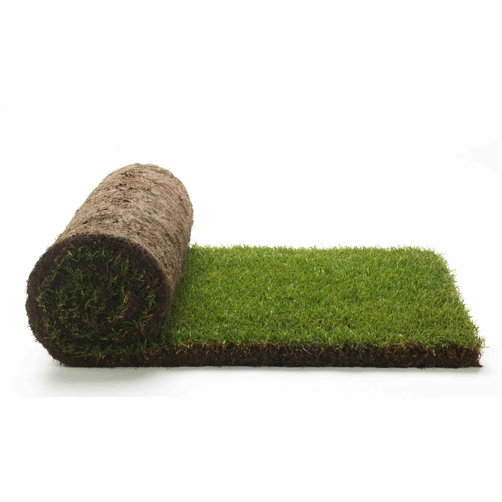 Césped natural real - Hierba real - césped 1 m² listo en rollos de 1ª elección de hierba natural (2 rollos)