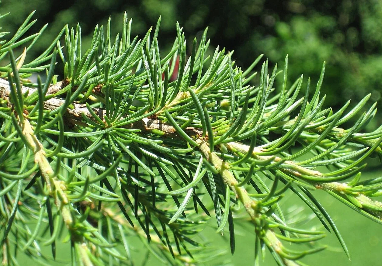 25 Semillas de Cedro del Libano (Cedrus Libani)