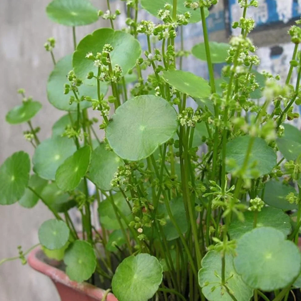 Haloppe 50 Unids Dichondra Pistia Plantas Semillas para la Plantación de Jardín en Casa, Dichondra Pistia Semillas Jardín Estanque Planta Piscina Acuario Tanque Decoración Semillas de pistia