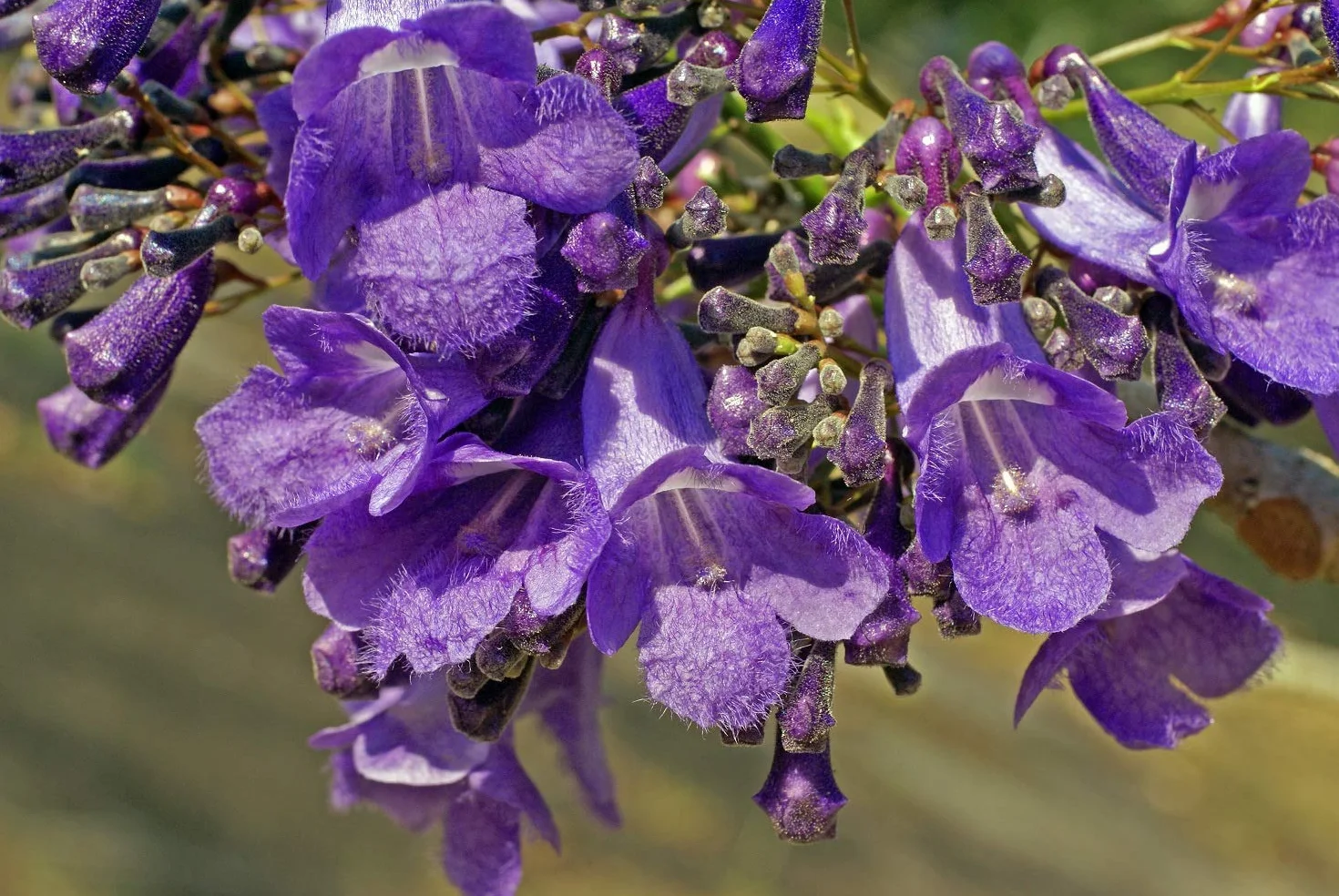 50 semillas Jacaranda (Jacaranda Mimosifolia)
