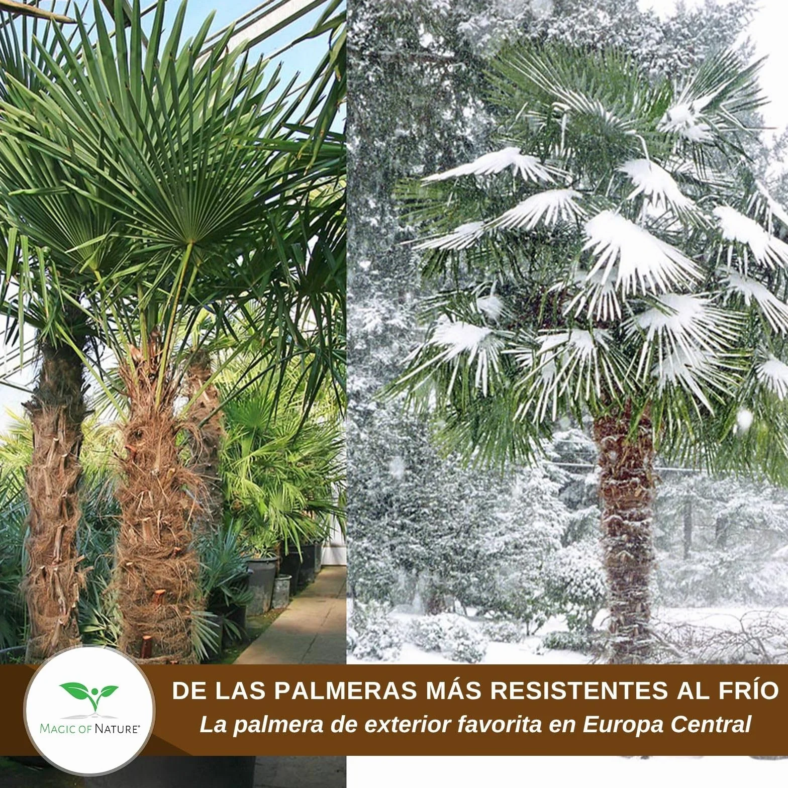 Magic of Nature Palmera de la Fortuna 10 Semillas - Trachycarpus fortunei - Palmito Elevado hasta -17°C - Semillas de Palma para Jardín