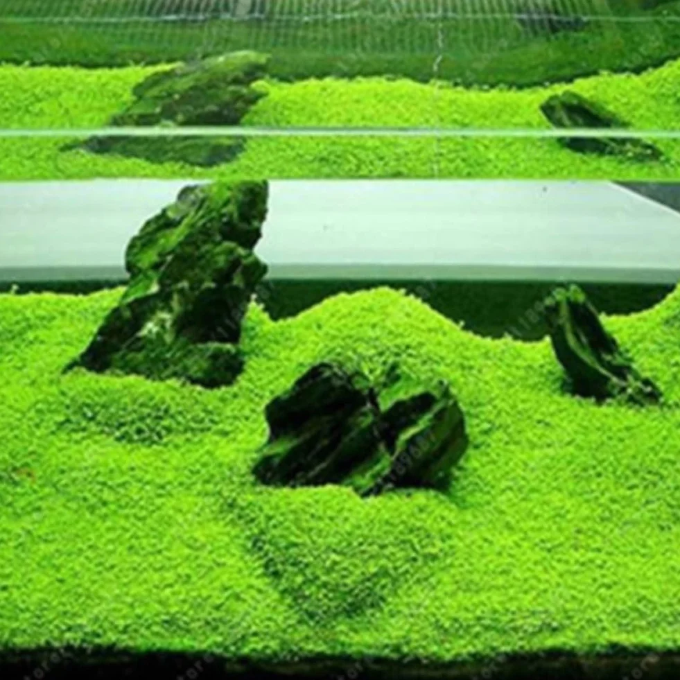 100 Unids Acuario Agua Hierba Semillas Pecera Hidrófila Planta Paisaje Decoración Flor Fruta Árbol Vegetal Semillas Grandes semillas peludas 100pcs