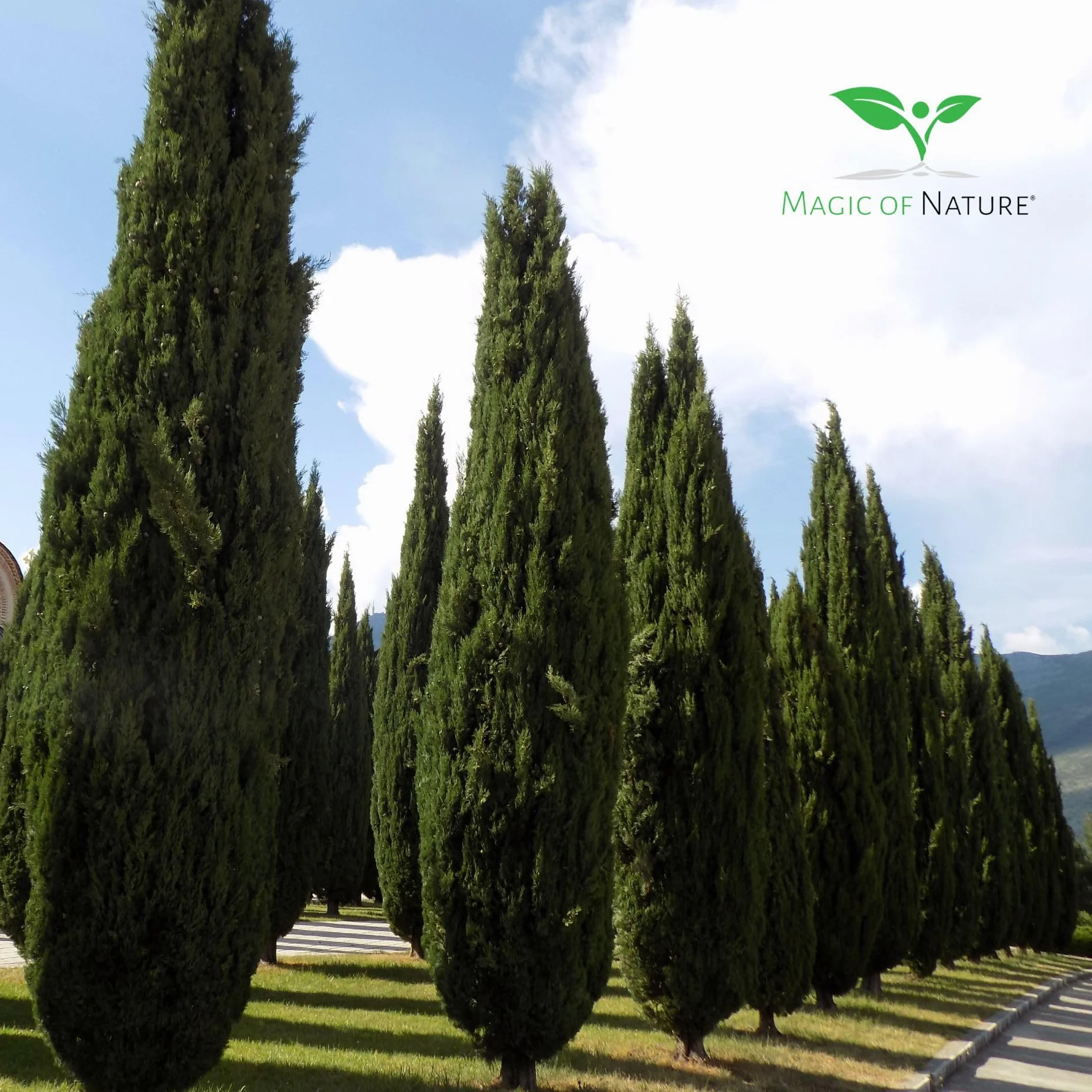 Magic of Nature 100 Semillas de Ciprés común – Ciprés de Italia - Cupressus sempervirens – Rugoso - para Jardín & Terraza