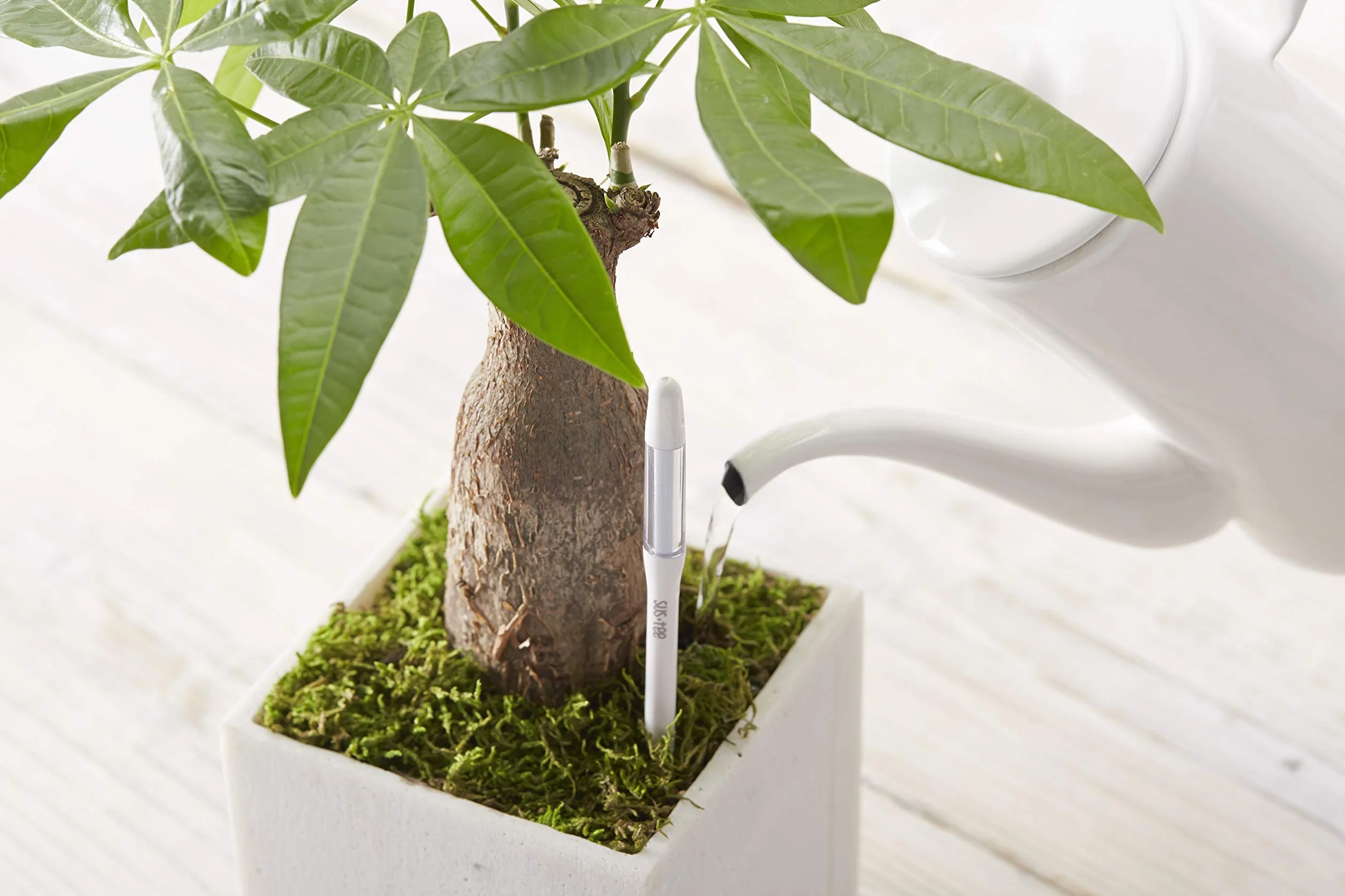 Sustee Aquameter, juego de 5, sensor de humedad del suelo para plantas (verde, mediano)