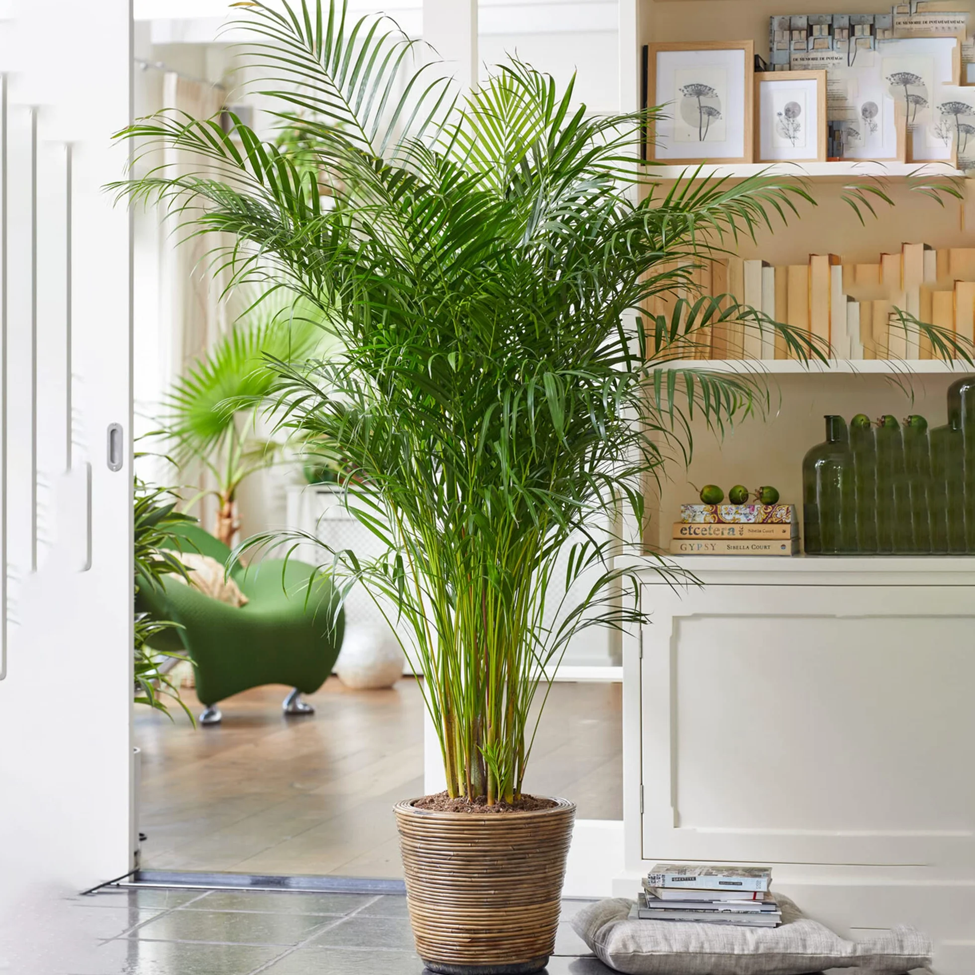 Areca Palmera XXL Palma de Oro Planta de Interior Tropical 90-100 cm
