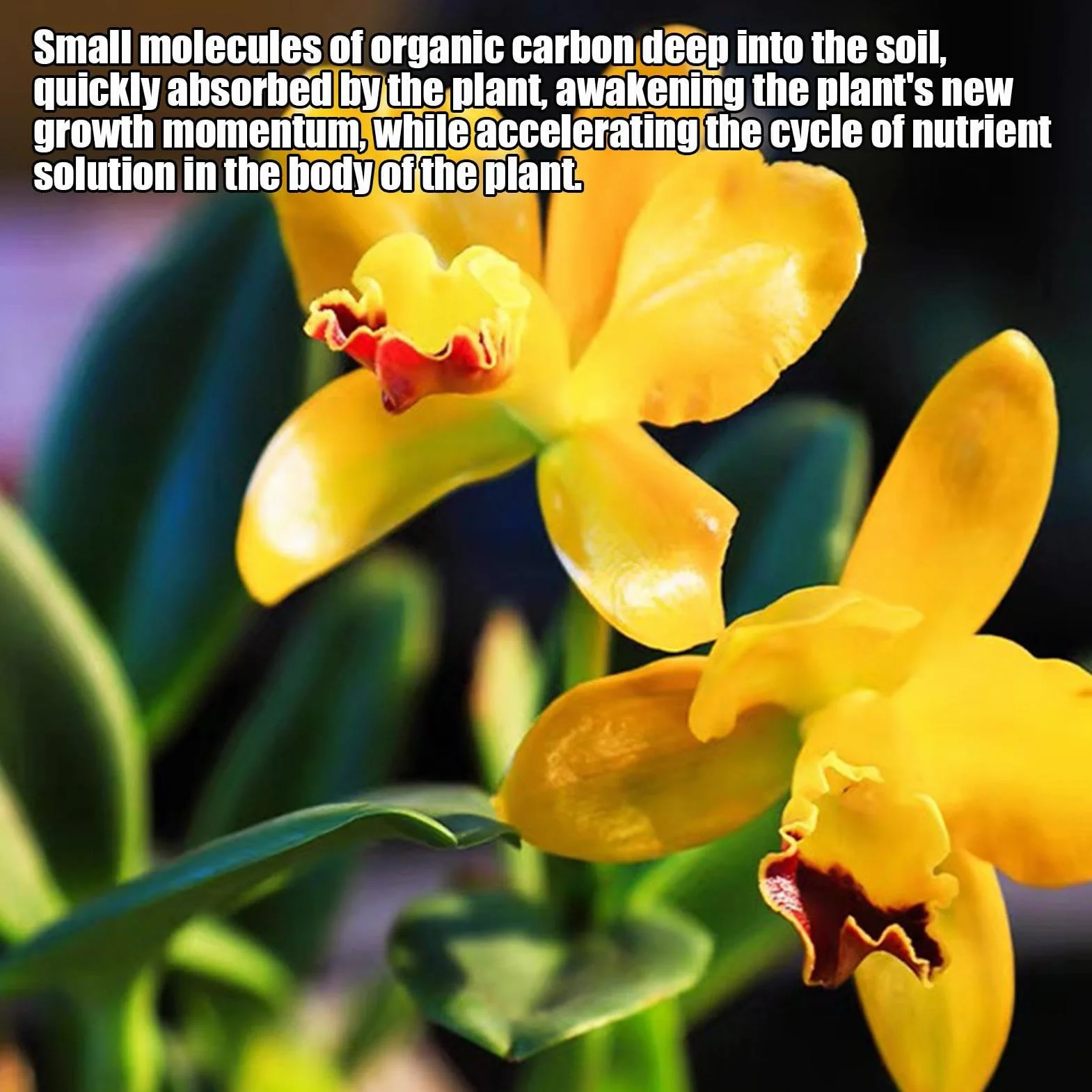 Fertilizante de orquídeas - potenciador de raíces, Booster | Spray promotor del crecimiento foliar, fórmula líquida en nutrientes, solución de alimentación de plantas equilibrada para flore