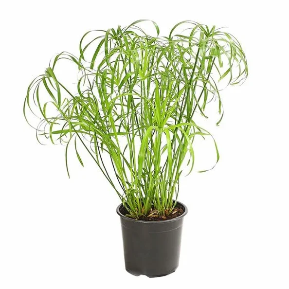 Planta del Papiro Natural Planta Acuática de Exterior Fácil de Cuidar