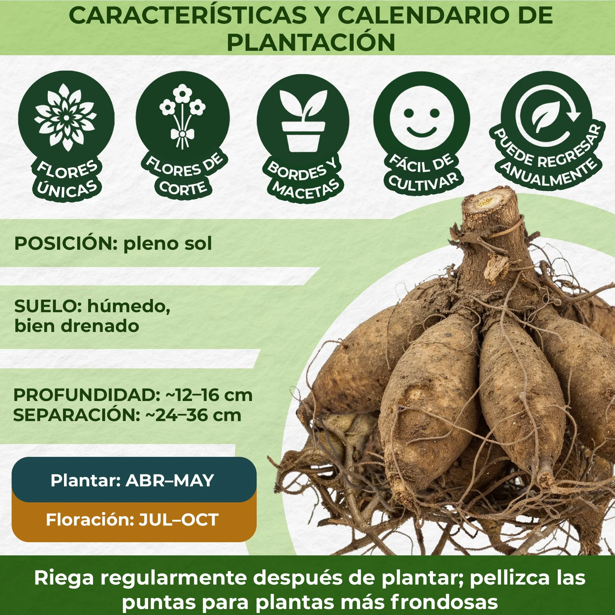 Dahlia Tubers Grand Collection, paquete de regalo con mezcla de 5 variedades de bulbos de dalia de Holanda, mezcla exclusiva de tubérculos de dalia para jardín y macetas(sin semillas, no artificiales)