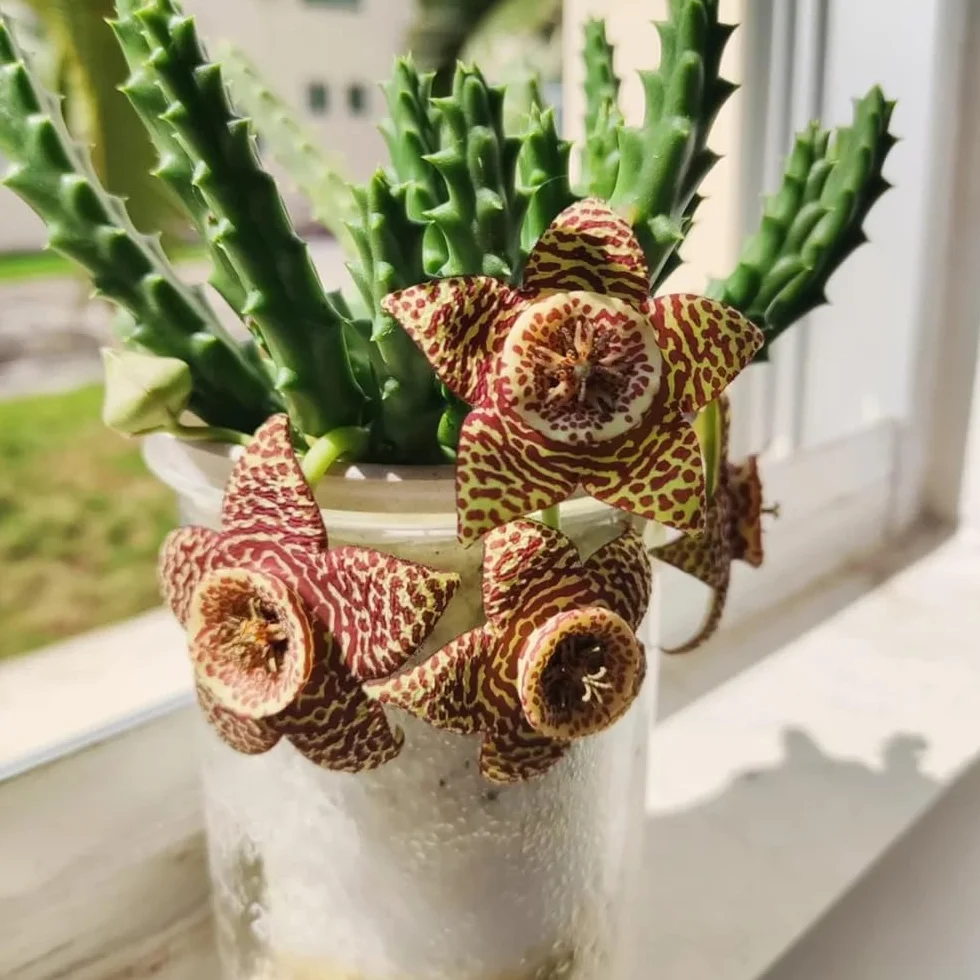 stapelia - de interior suculentas stapeliasamen de interior hoja trepadoras resistentes cubrir el suelo, otoño, resistentes, con 15semillas