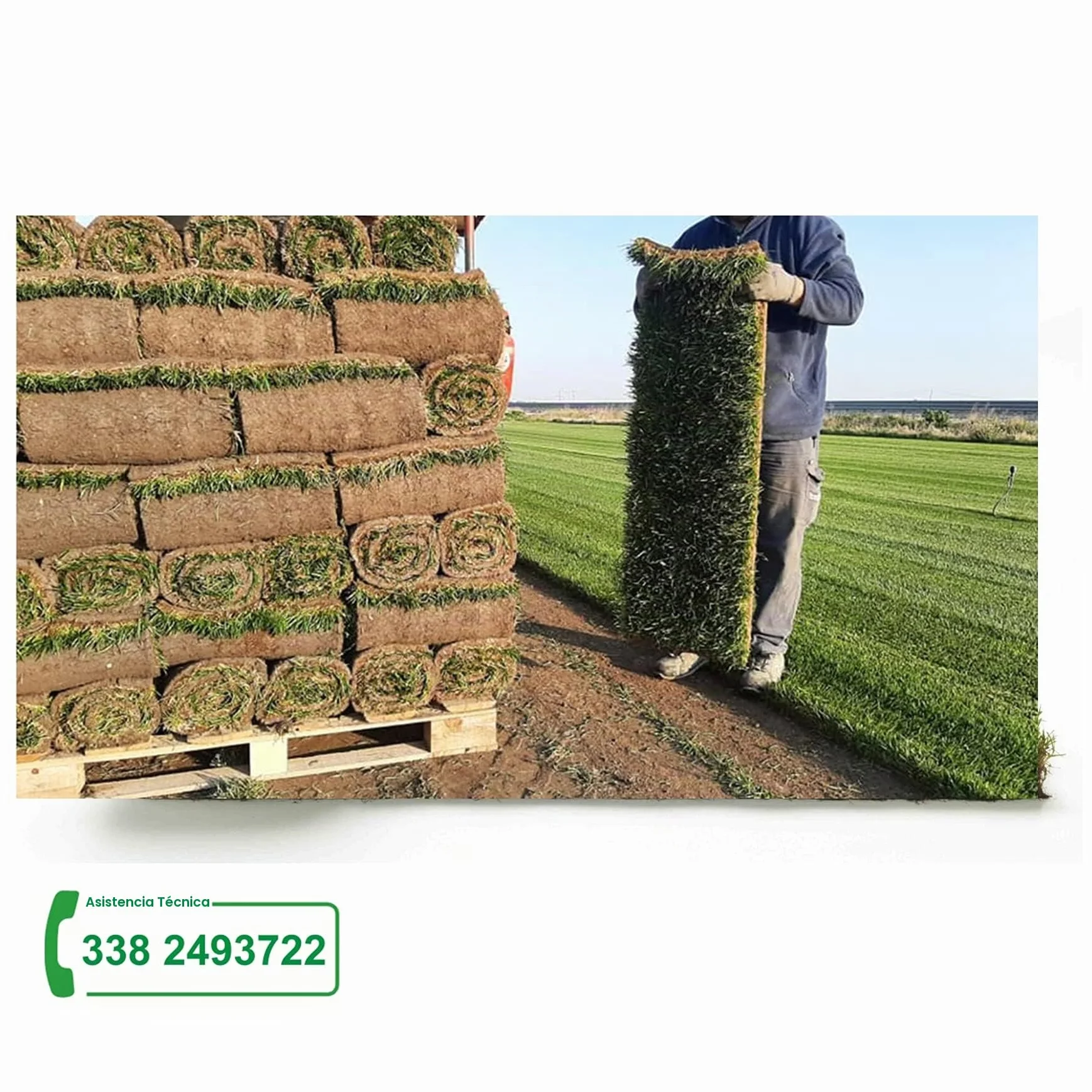 Césped natural real - Hierba real - césped 1 m² listo en rollos de 1ª elección de hierba natural (2 rollos)