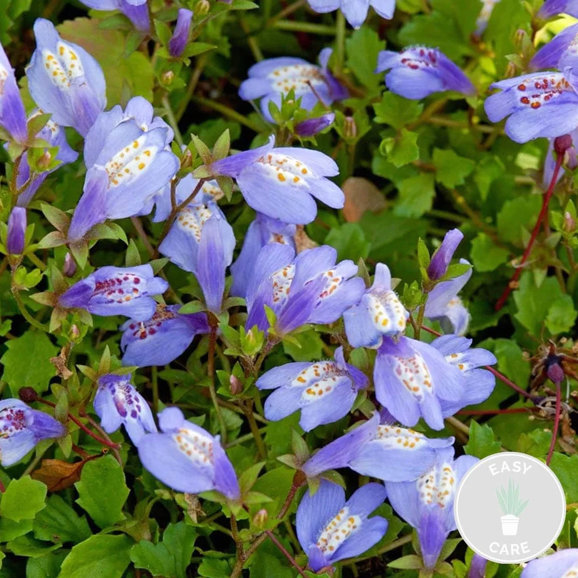 Bloomique - Mazus reptans - Plantas de estanque - Acuáticas - Resistente al frío - Altura 10-20 cm - Maceta 9 cm