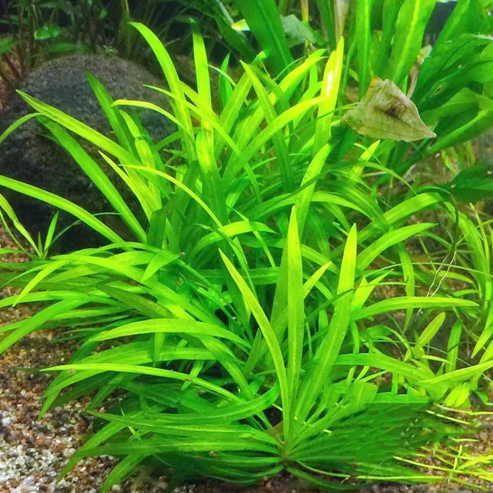 800 piezas de semillas acuáticas para acuario, resistentes y variedades antiguas invernaderos balcón exterior