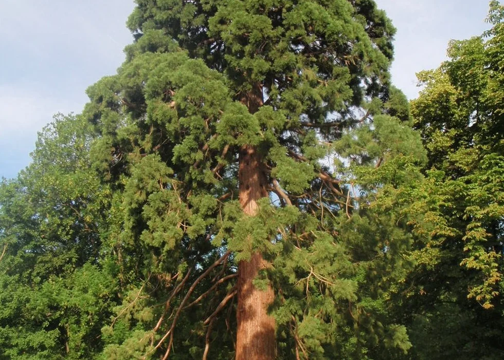 SAFLAX - Árbol mamut - 50 semillas - Sequoiadendron gigantea