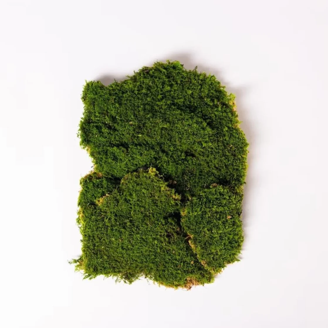 Musgo plano estabilizado 100% natural adecuado para paredes, decoraciones, jardines verticales - 150g