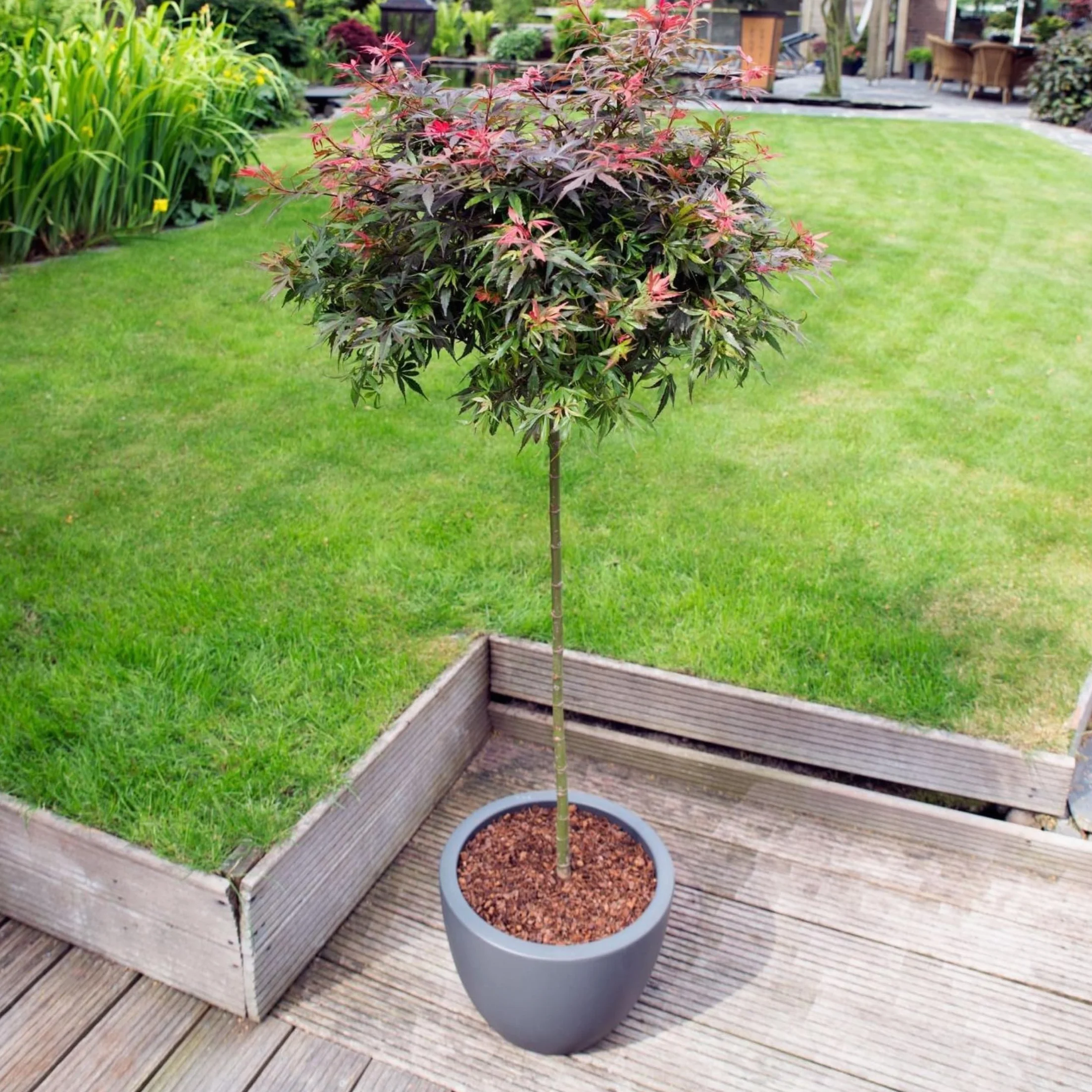 Plant in a Box - Acer palmatum 'Shaina' - Set de 2 - Arce japonés resistente - Hojas rojas - Maceta 19cm - Altura 80-90cm