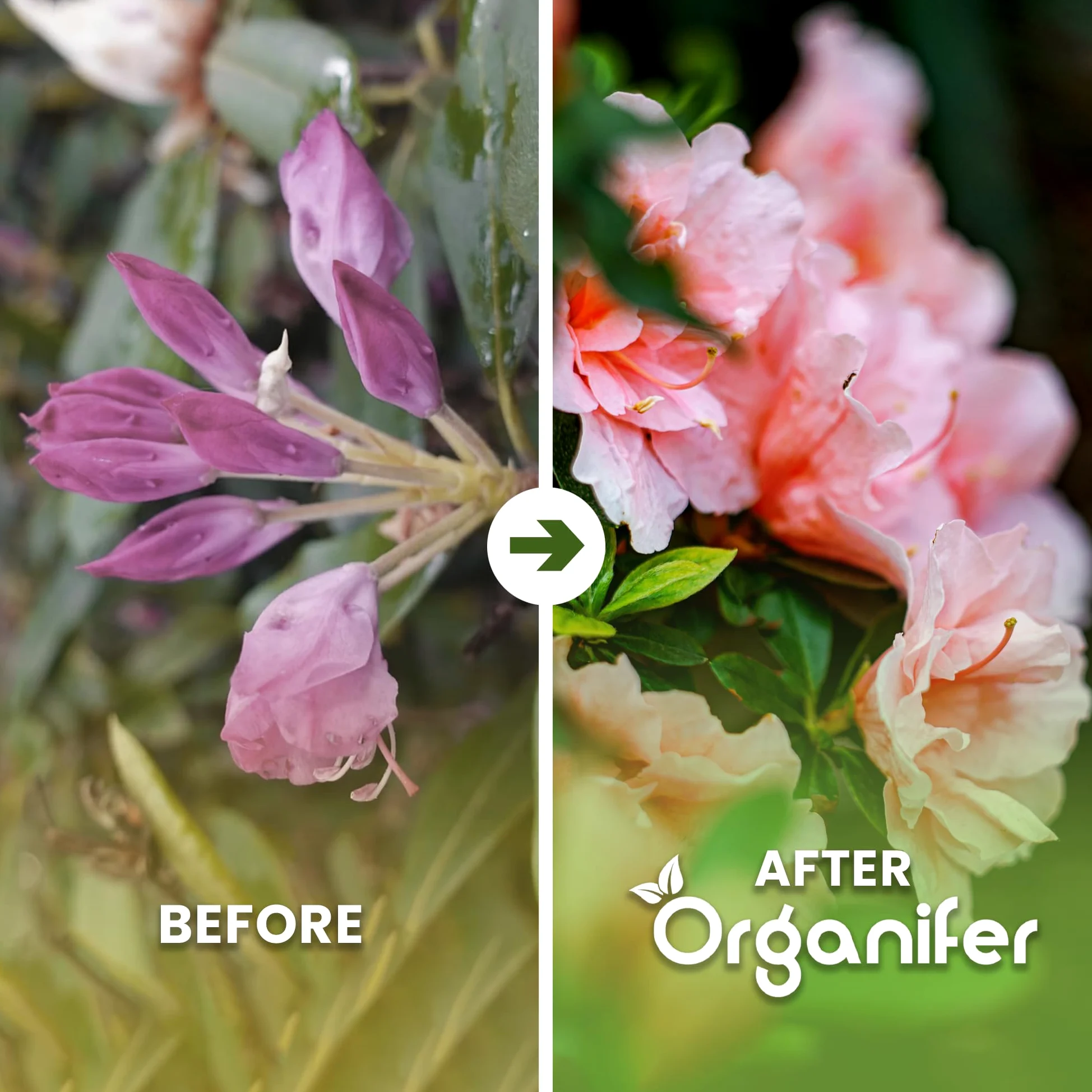 Fertilizante Líquido Para Azalea - 10L - NPK 3-4-3 | Fertilizante Para Floración Abundante Y Hojas Sanas - Favorece Vitalidad Y Raíces Fuertes - Organifer