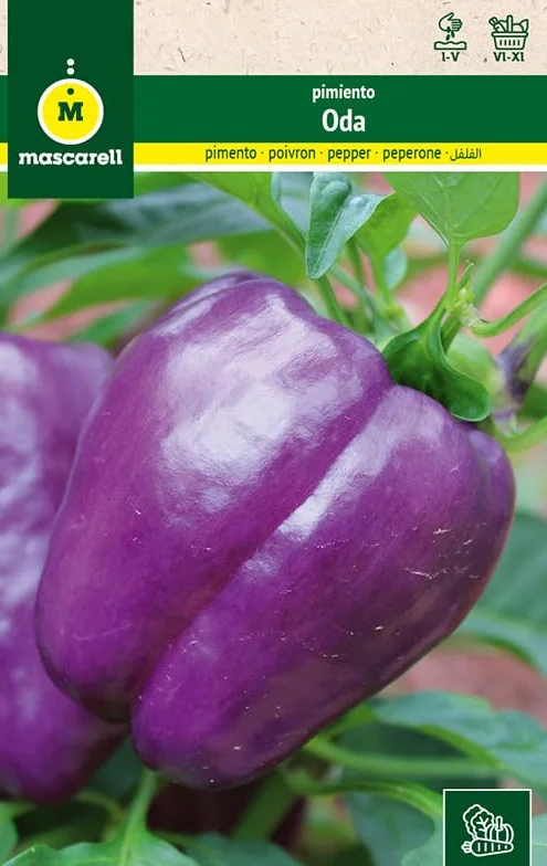 Mascarell Semillas, PIMIENTO, Semillas Huerto, PIMIENTO ODA, Crea tu Propio Huerto Urbano y Cultivo en Casa, Plantas Hortícolas, 0,3 Gramos