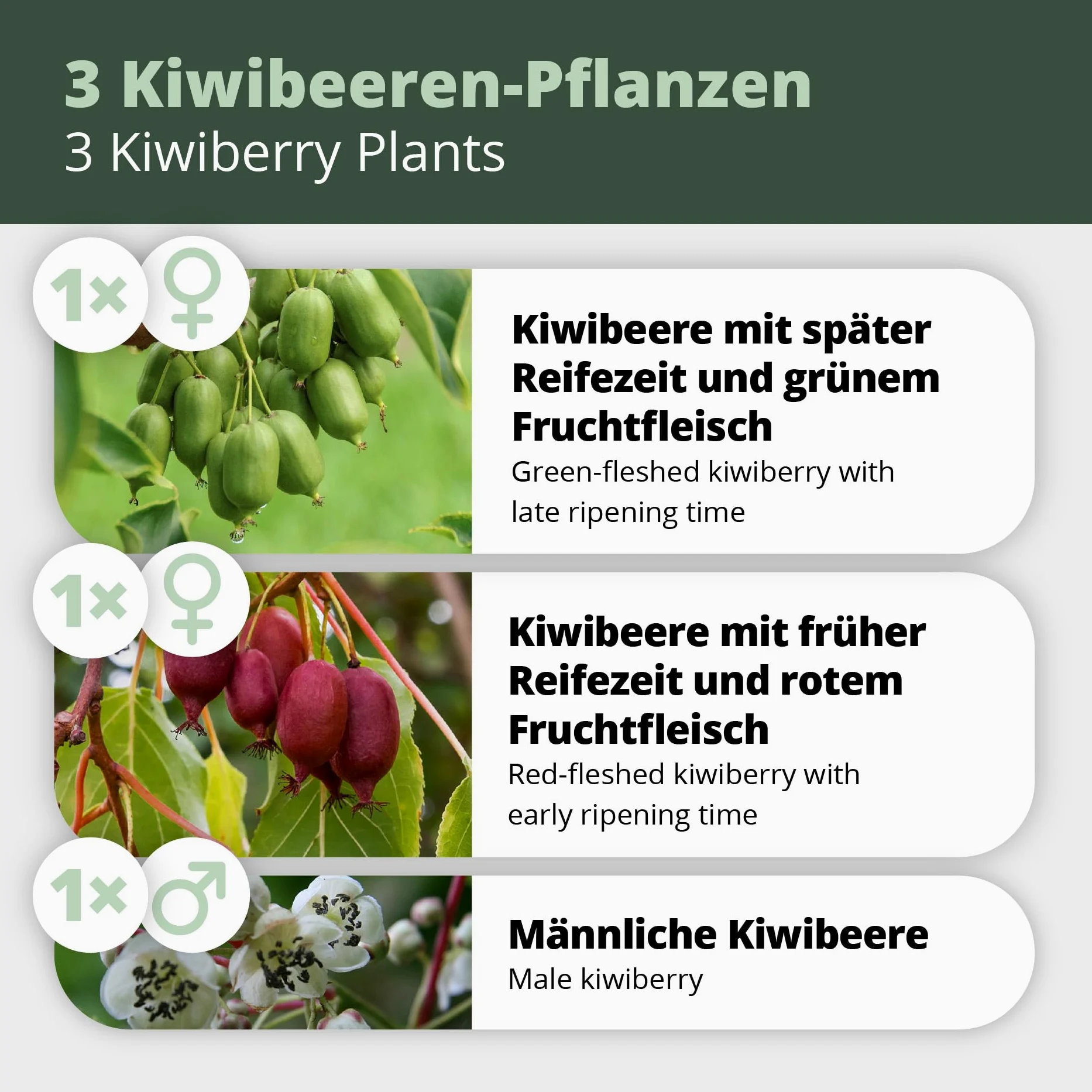 's Kiwi Trio – 3 plantas de kiwi (Actinidia arguta) – Mini kiwi – Garantía varietal directamente del cultivador