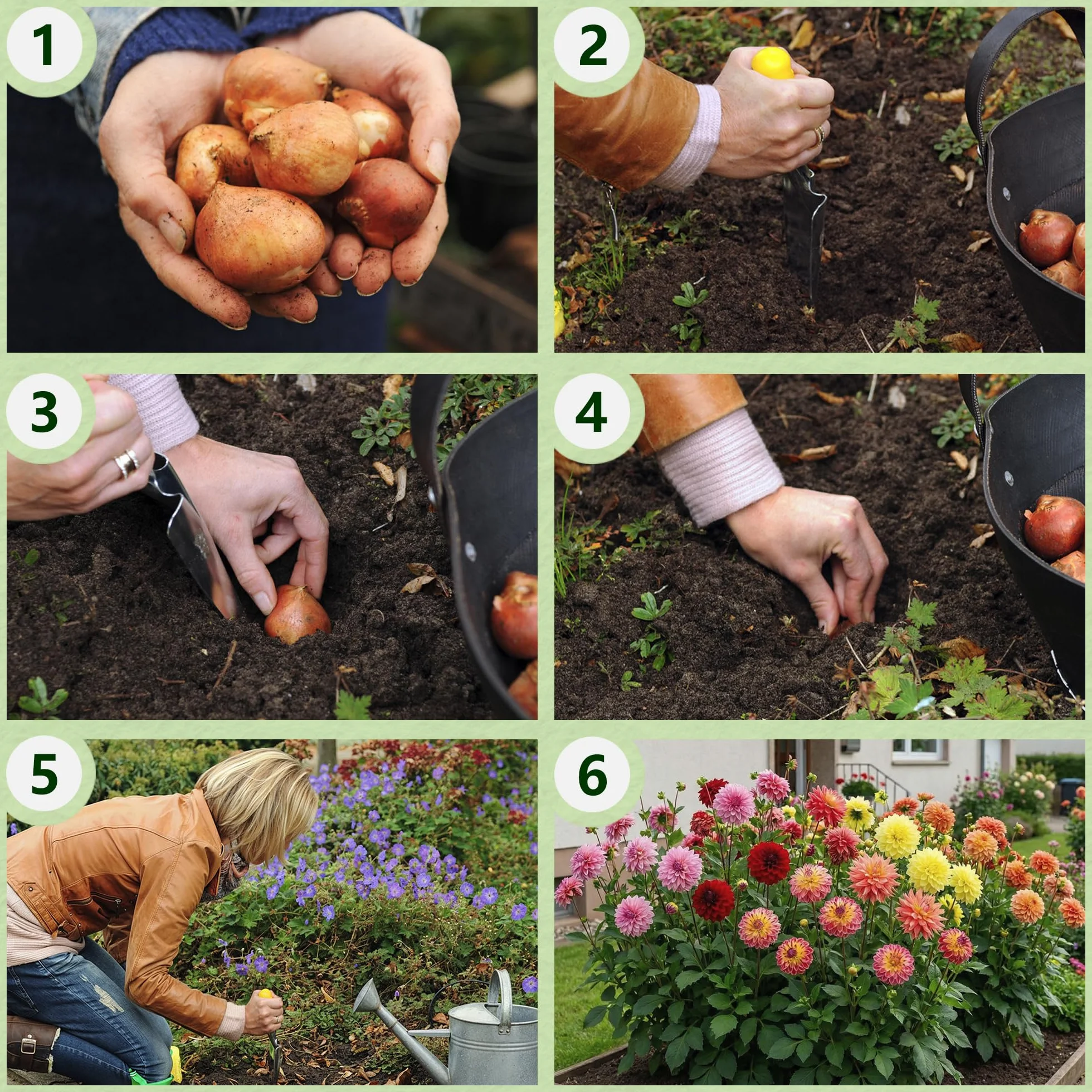 Dahlia Tubers Grand Collection, paquete de regalo con mezcla de 5 variedades de bulbos de dalia de Holanda, mezcla exclusiva de tubérculos de dalia para jardín y macetas(sin semillas, no artificiales)