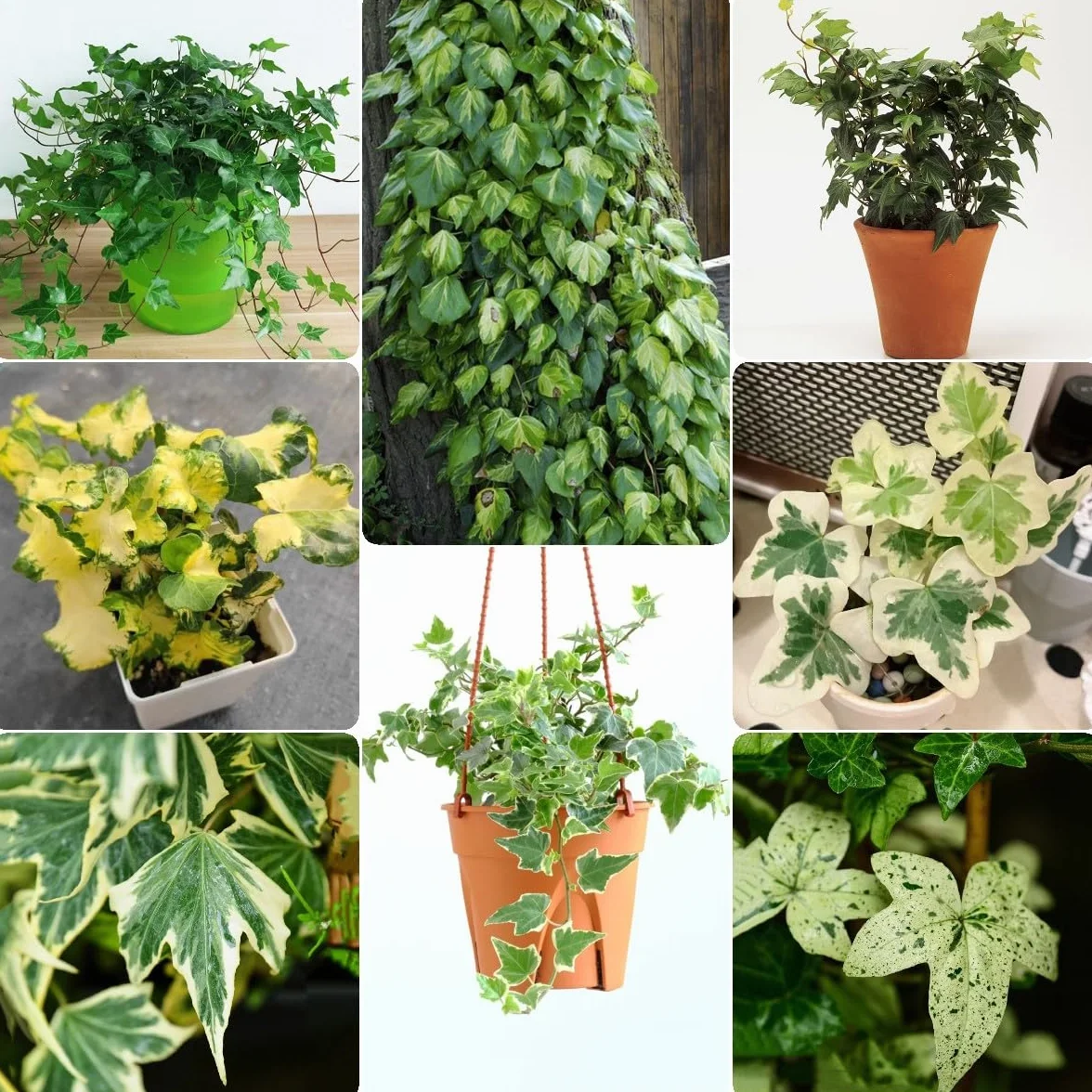 Generic 100 Piezas Semillas De Hiedra Perenne, Enredaderas De Hiedra, Enredaderas De Hiedra Pared Verde, Plantas Deco Vid (Hedera Nepalensis) Plantas De Jardín, Plantas Decorativas