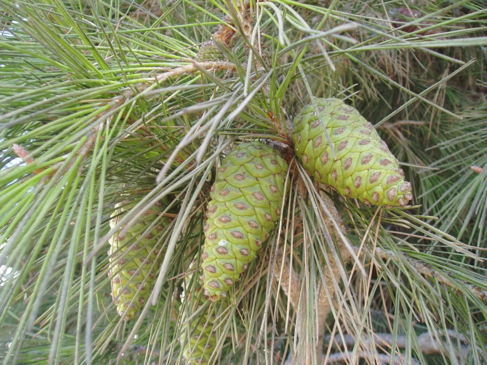 40 Semillas de Pino Carrasco - (Pinus halepensis)