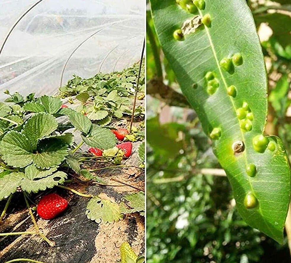 Red Anti-Insectos Protección de Verduras Túnel de Cultivo Jardín Malla Fina Red de protección de Plantas Frutas Flores Cultivos Anti-Mosquitos Red Anti-pájaros(0.6mm,2.4m x 30m)