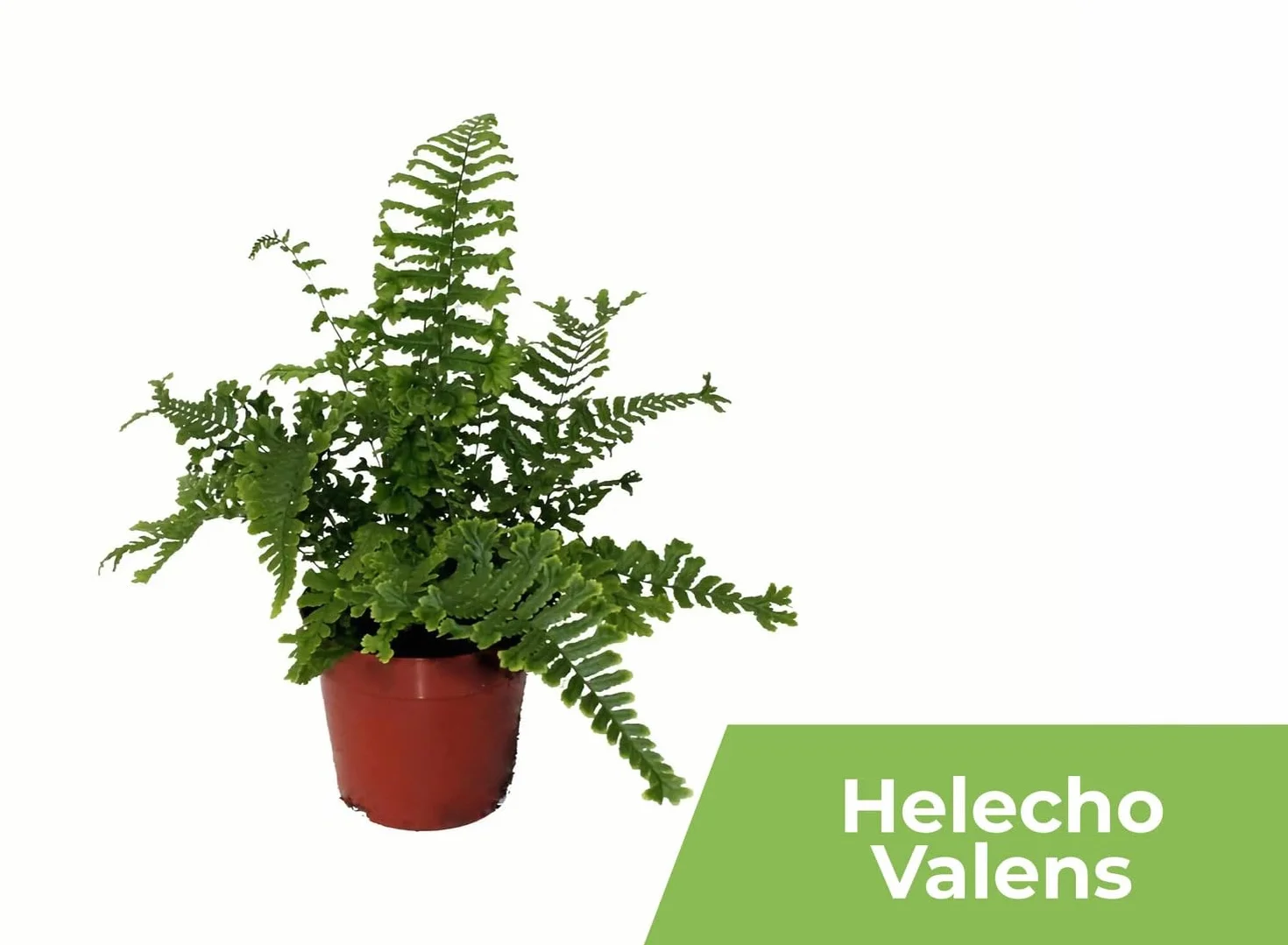 Garden Center shop | Pack ahorro 10 Plantas de Interior Variadas |Purificadoras de Aire | Decorativas y de Bajo Mantenimiento | Ideal para Hogar u Oficina | Plantas Naturales Vivas