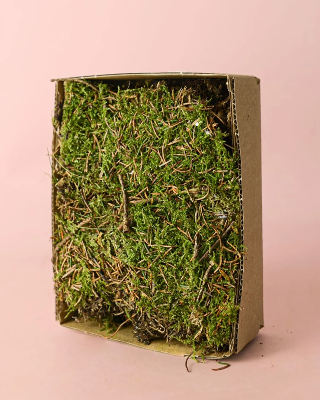 PUR PLANT Musgo Natural para Terrario Húmedo | 2 Piezas 14x19 cm Aprox. | Ideal para Kokedamas y Terrarios | Reutilizable