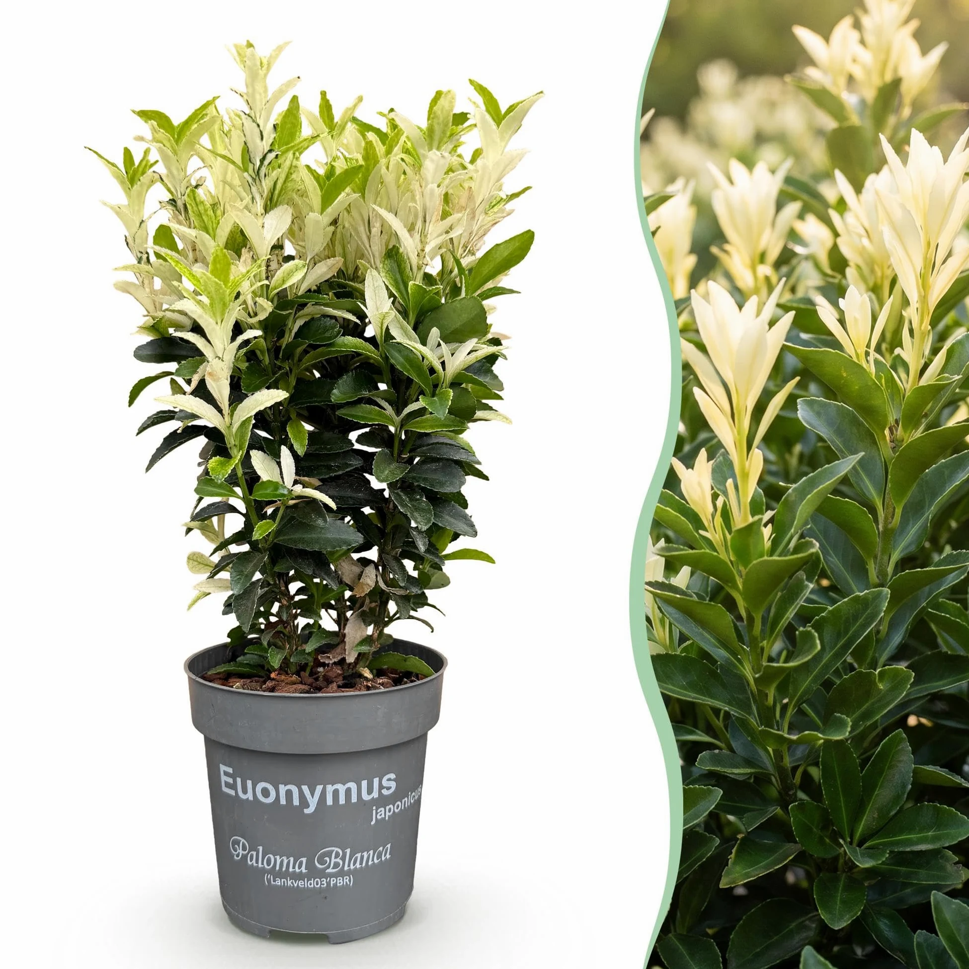 Evónimo Paloma Blanca para Setos, Jardín, Verde y Blanco, Pack de 40