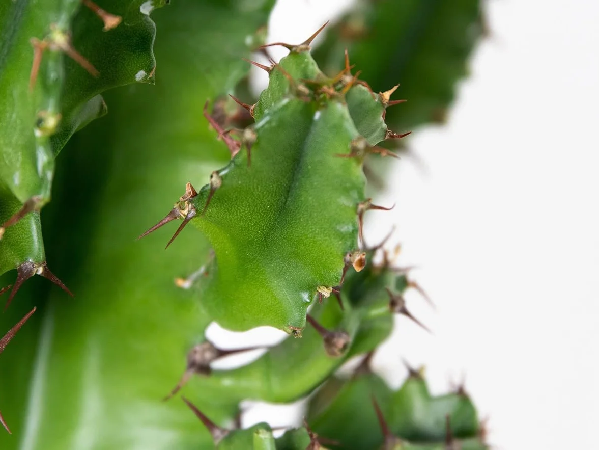 Bloomique - Euphorbia acrurensis - Lechetrezna / “Cowboy cactus” - Planta de cactus - Planta de interior - Altura 60-70 cm - Maceta 17 cm