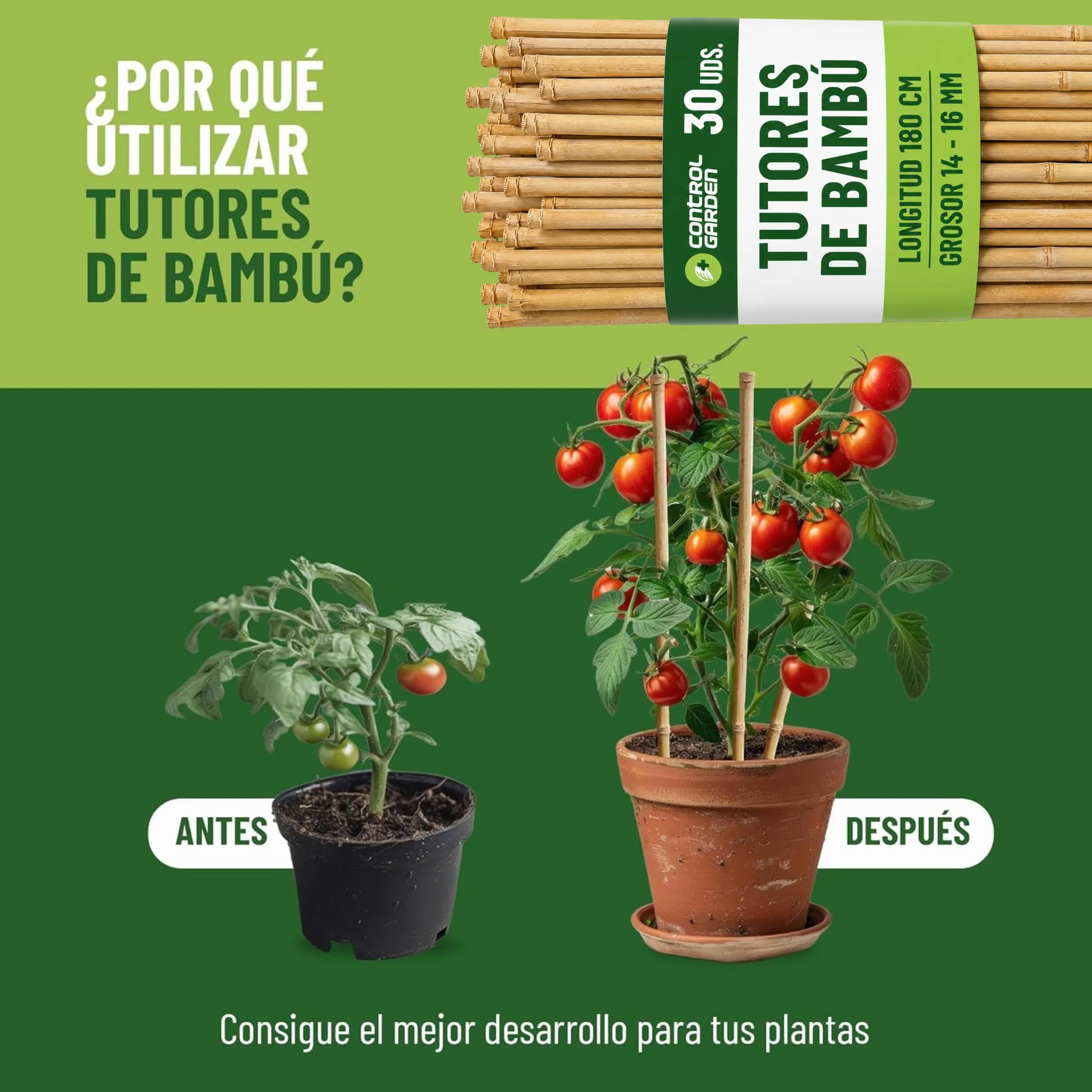 CONTROL GARDEN 30 Tutores de Bambu para Plantas 180 cm Grosor 14-16 cm | Cañas Estacas Natural para Tomateras, Enredaderas y Sujetar Cultivos | Varas Resistentes Huerto y Jardin
