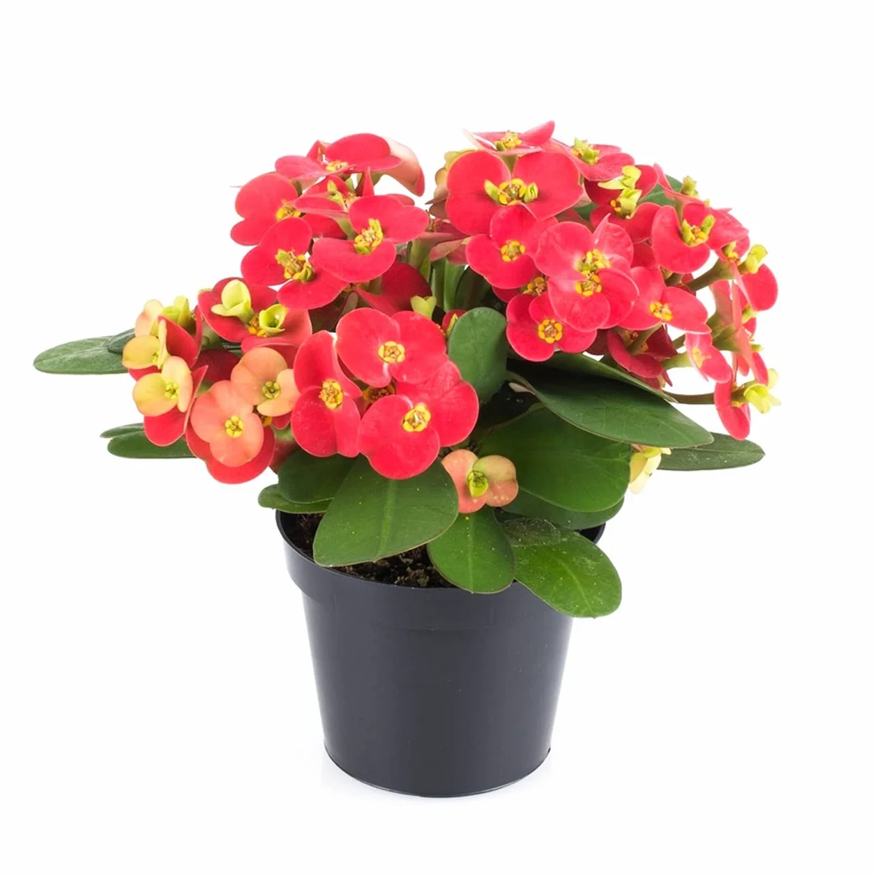 Planta Natural Corona de Cristo Cactus con Flores Rojas