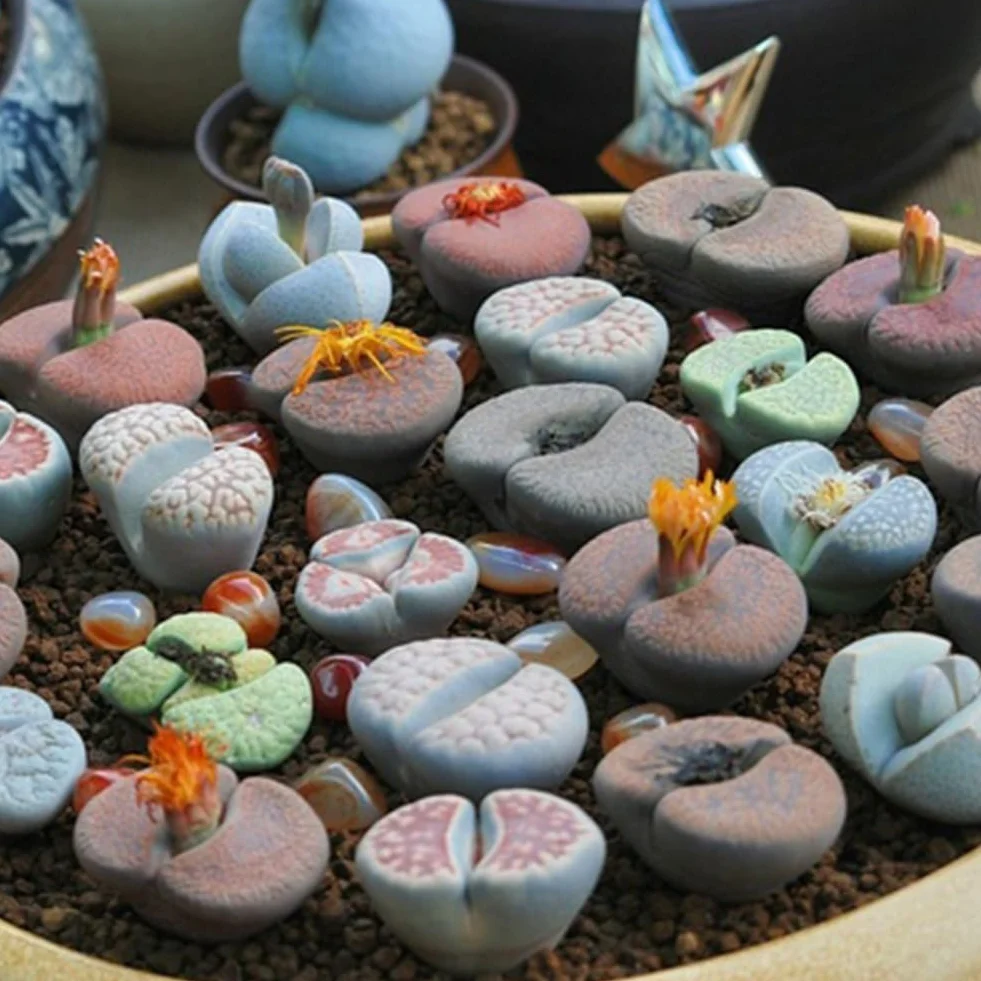 200 piezas Lithops Seeds Living Stones, planta suculenta Bonsai Garden Office Decor Semillas de Lithops