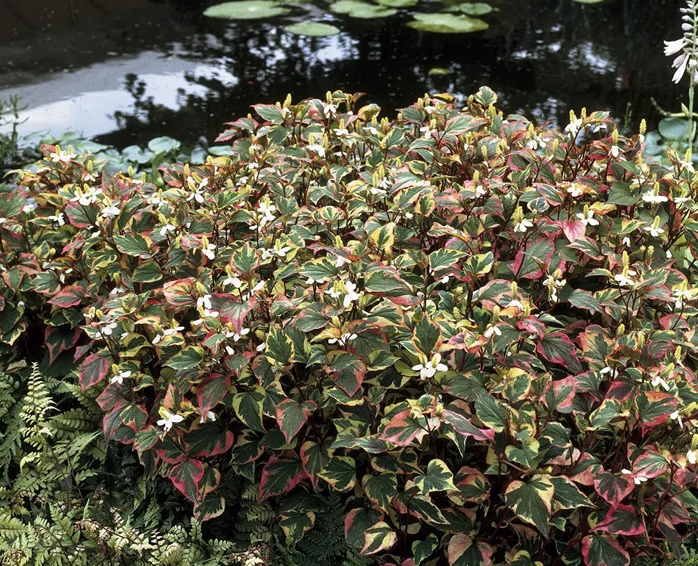 Bloomique - Houttuynia cordata ‘Chameleon’ - Doku-dami - Anémona de pantano - Plantas de estanque - Acuáticas - Resistente al frío - Altura 10-20 cm - Maceta 9 cm