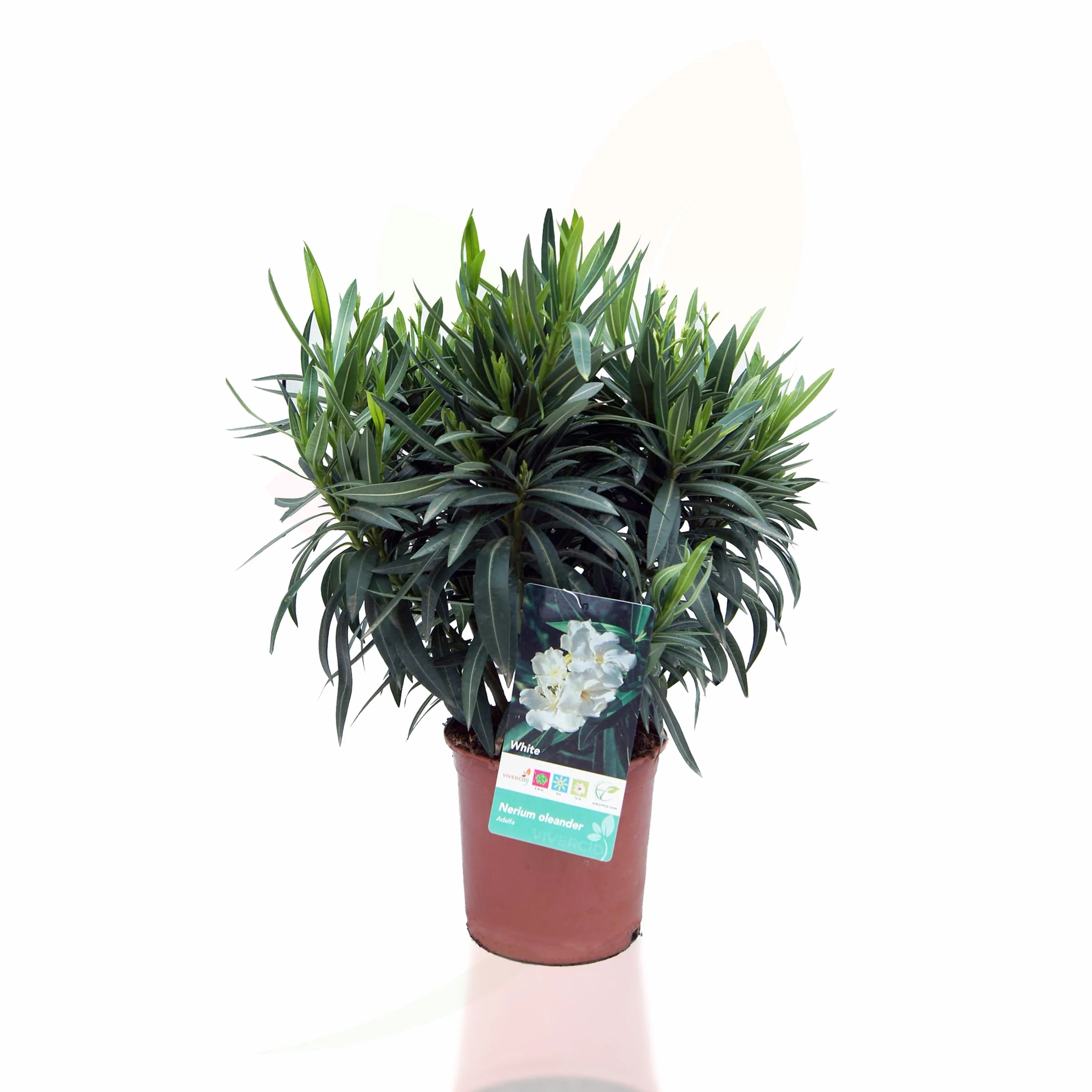 Adelfa Blanca Árbol Natural Perfecto para la Decoración del Exterior del Hogar