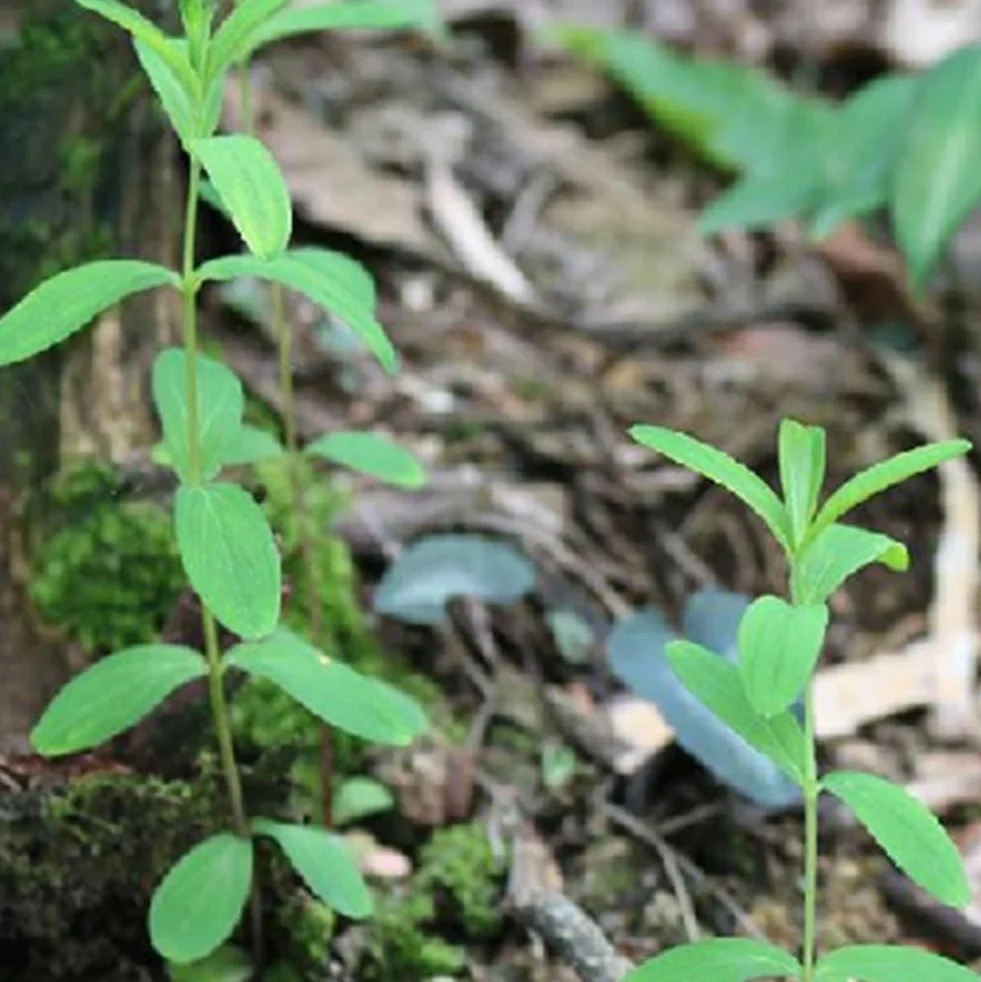 50 semillas de plantas de acuario, decoración de pecera de tortuga, hierba de agua
