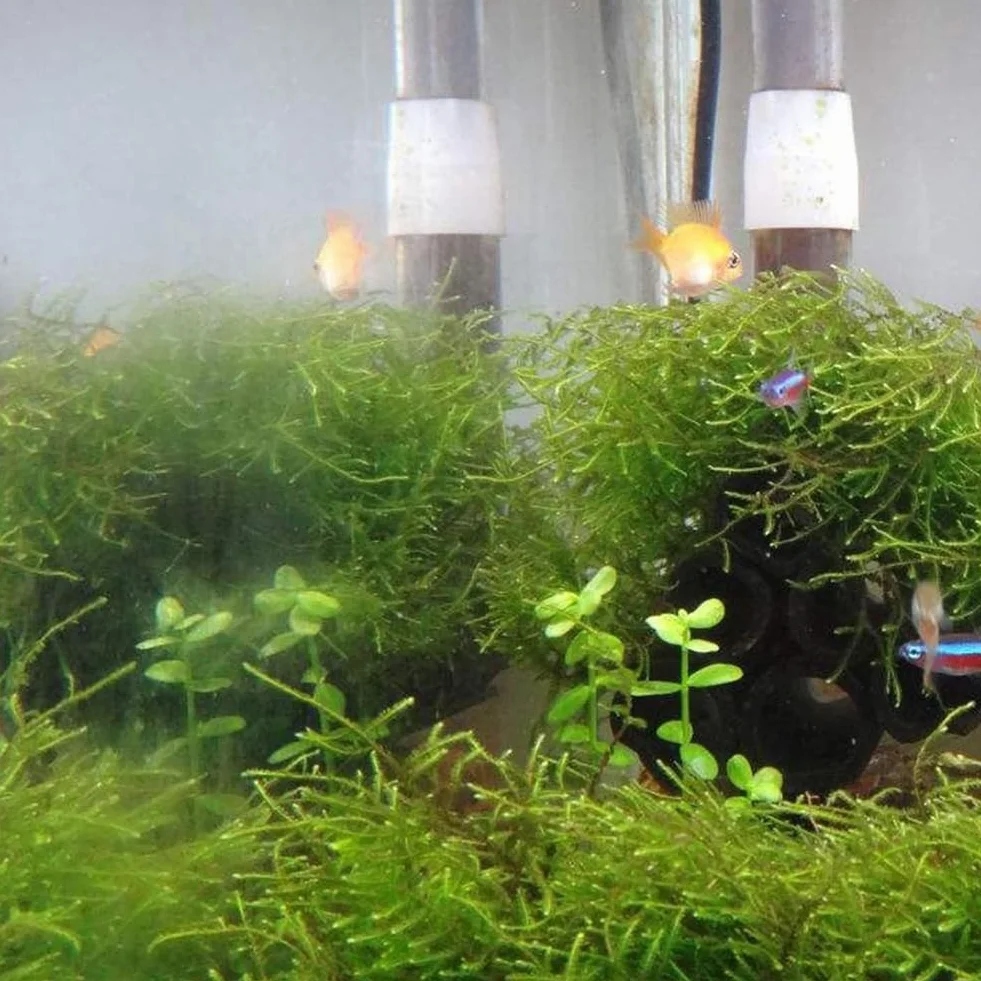 50 semillas de plantas de acuario, decoración de pecera de tortuga, hierba de agua