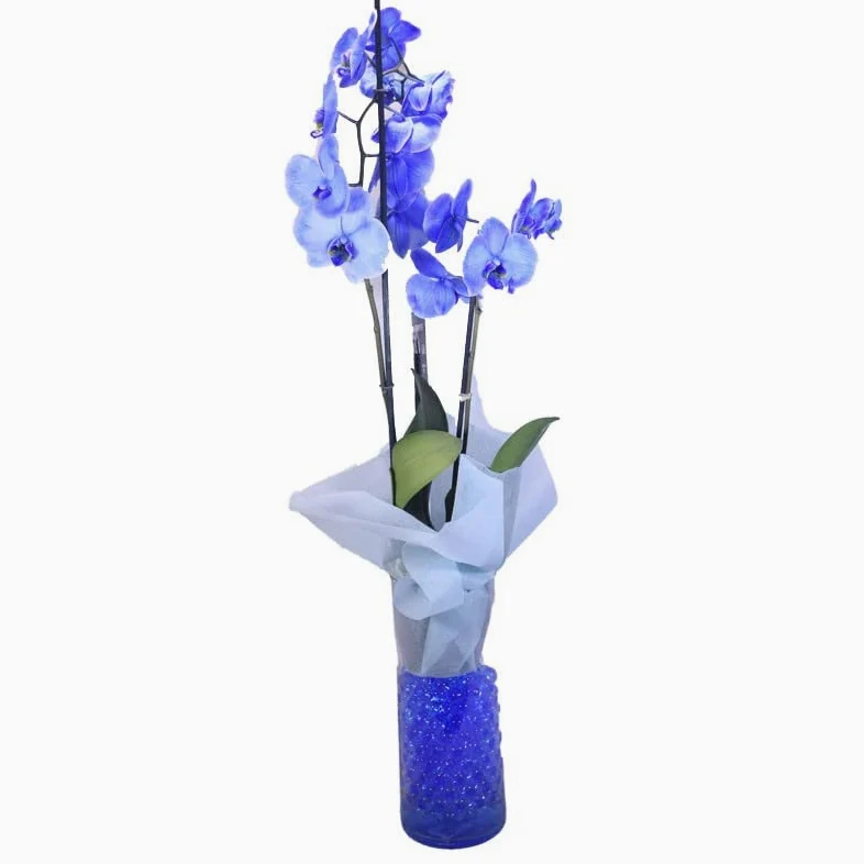 Orquídea Color Azul de Interior - DECOALIVE - Planta Natural - Phalaenopsis - Flores Azul Eléctrico