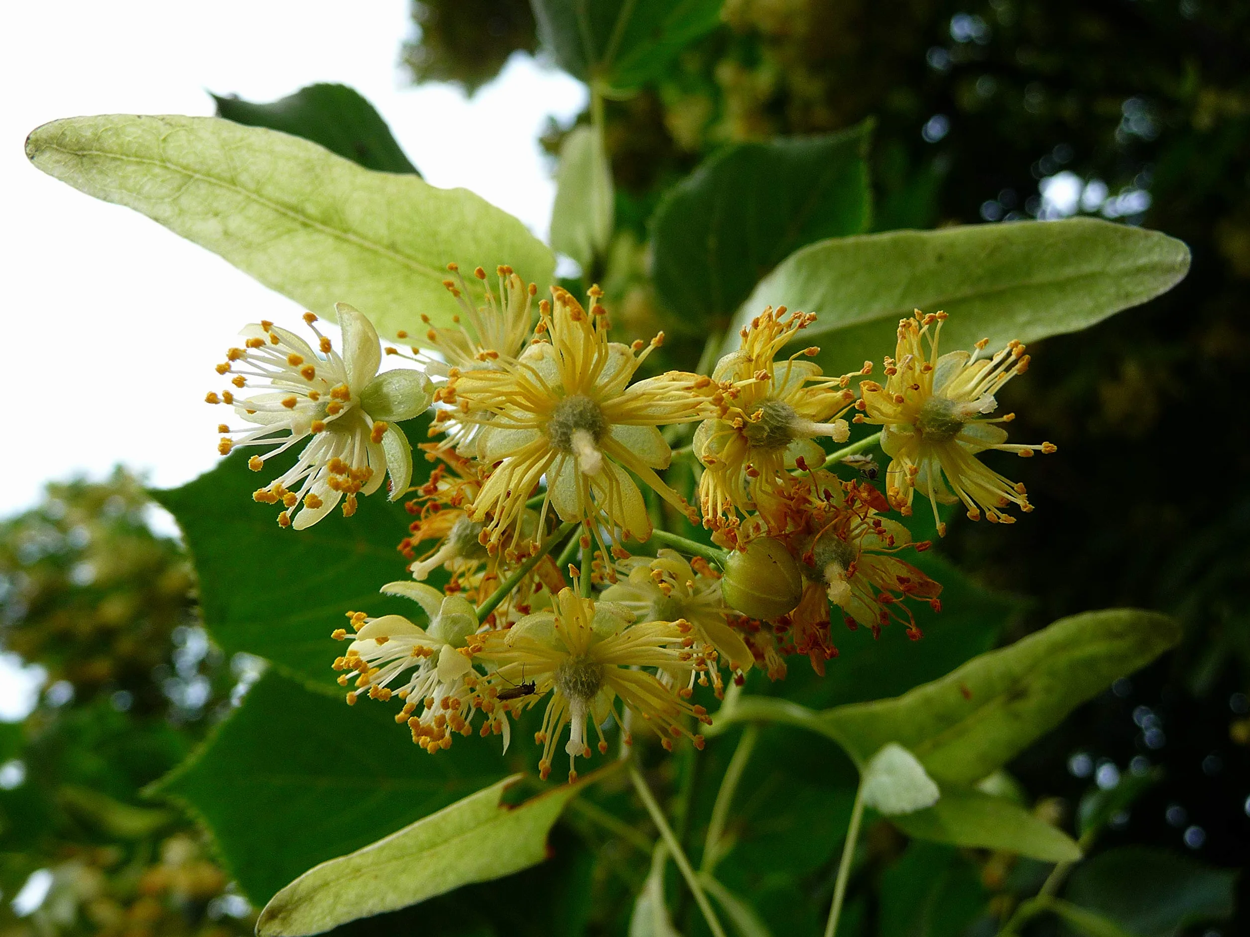 15 Semillas de Tilia platyphyllos (Tilo)