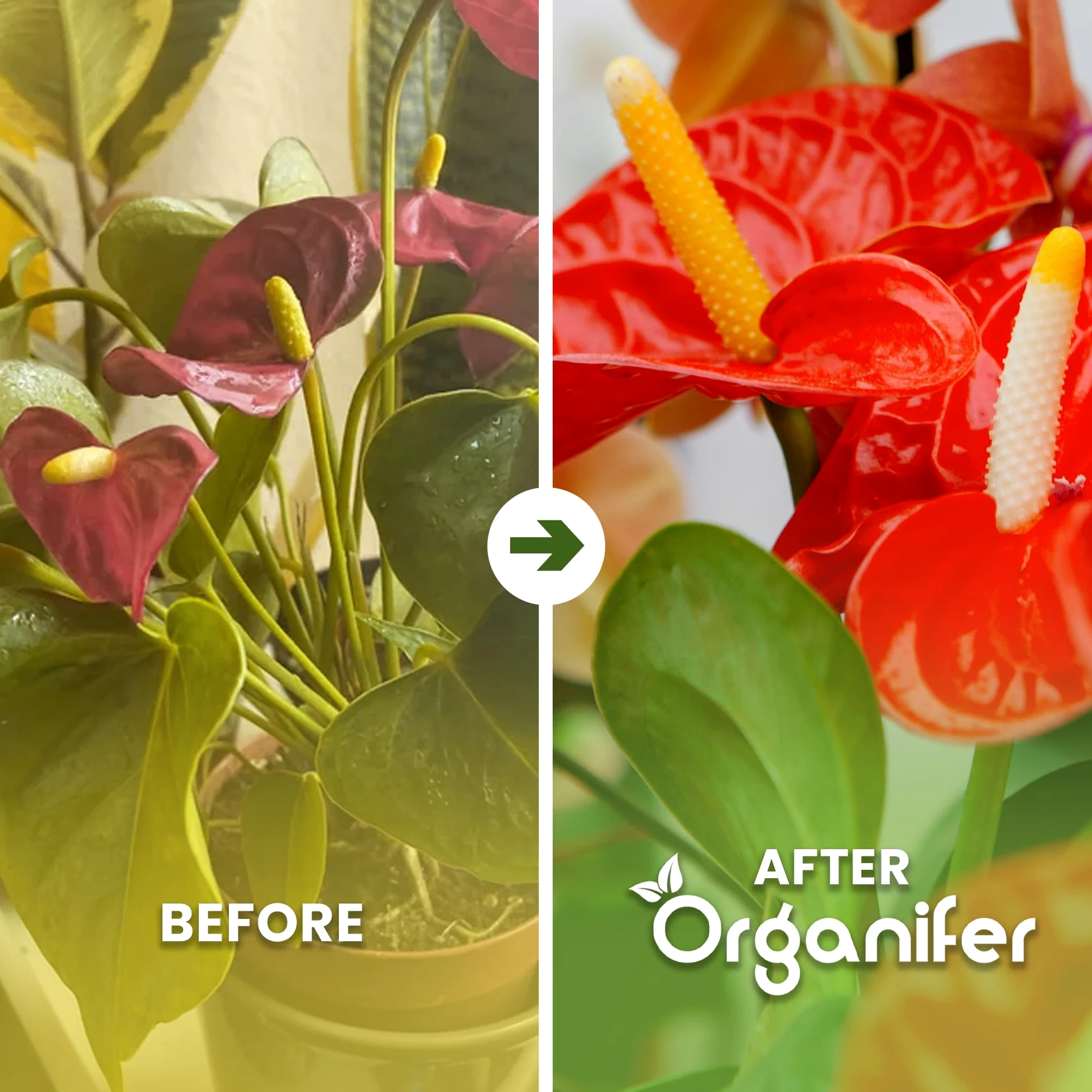 Fertilizante Líquido Para Anthurium - 5x1L - NPK 3-4-3 | Fertilizante Para Floración Abundante Y Raíces Fuertes - Favorece Tallos Y Vitalidad - Organifer