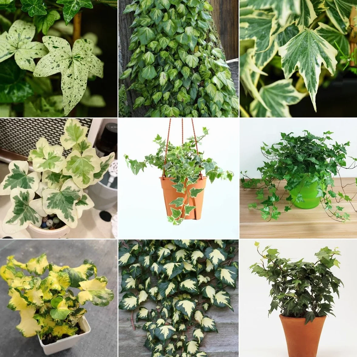 Generic 100 Piezas Semillas De Hiedra Perenne, Enredaderas De Hiedra, Enredaderas De Hiedra Pared Verde, Plantas Deco Vid (Hedera Nepalensis) Plantas De Jardín, Plantas Decorativas