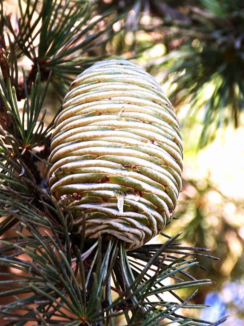 25 Semillas de Cedro del Libano (Cedrus Libani)
