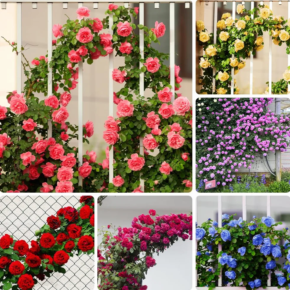 200+ Rosas Trepadoras De Colores Variados Para Decoración De Jardines, Balcones y Jardinería Vertical, Resistentes Al Frío, Perennes, Rosas Trepadoras Sin Espinas